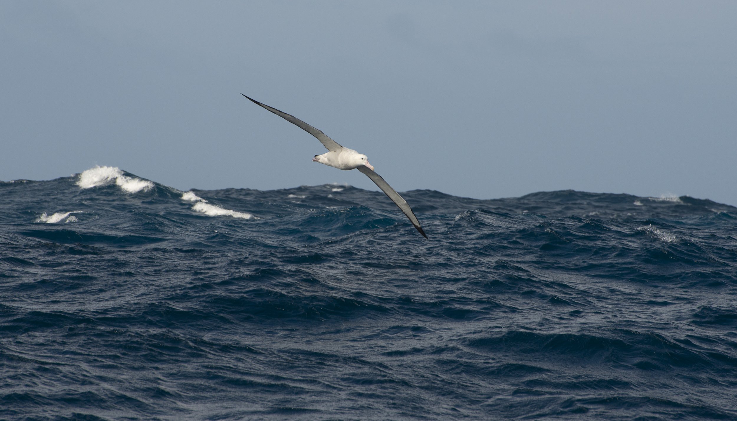 Royal albatross off NZ