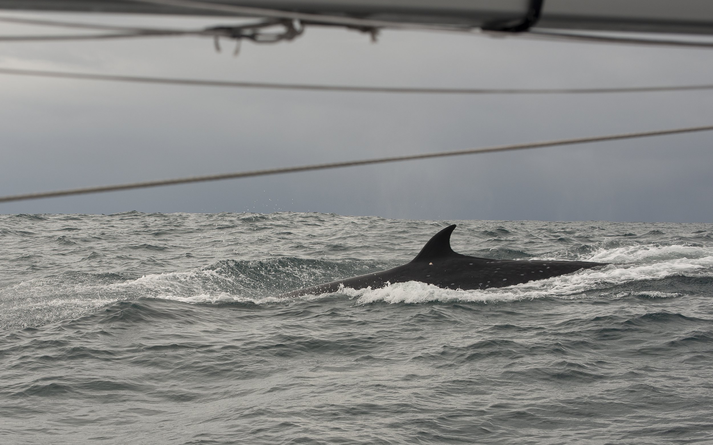 Whale