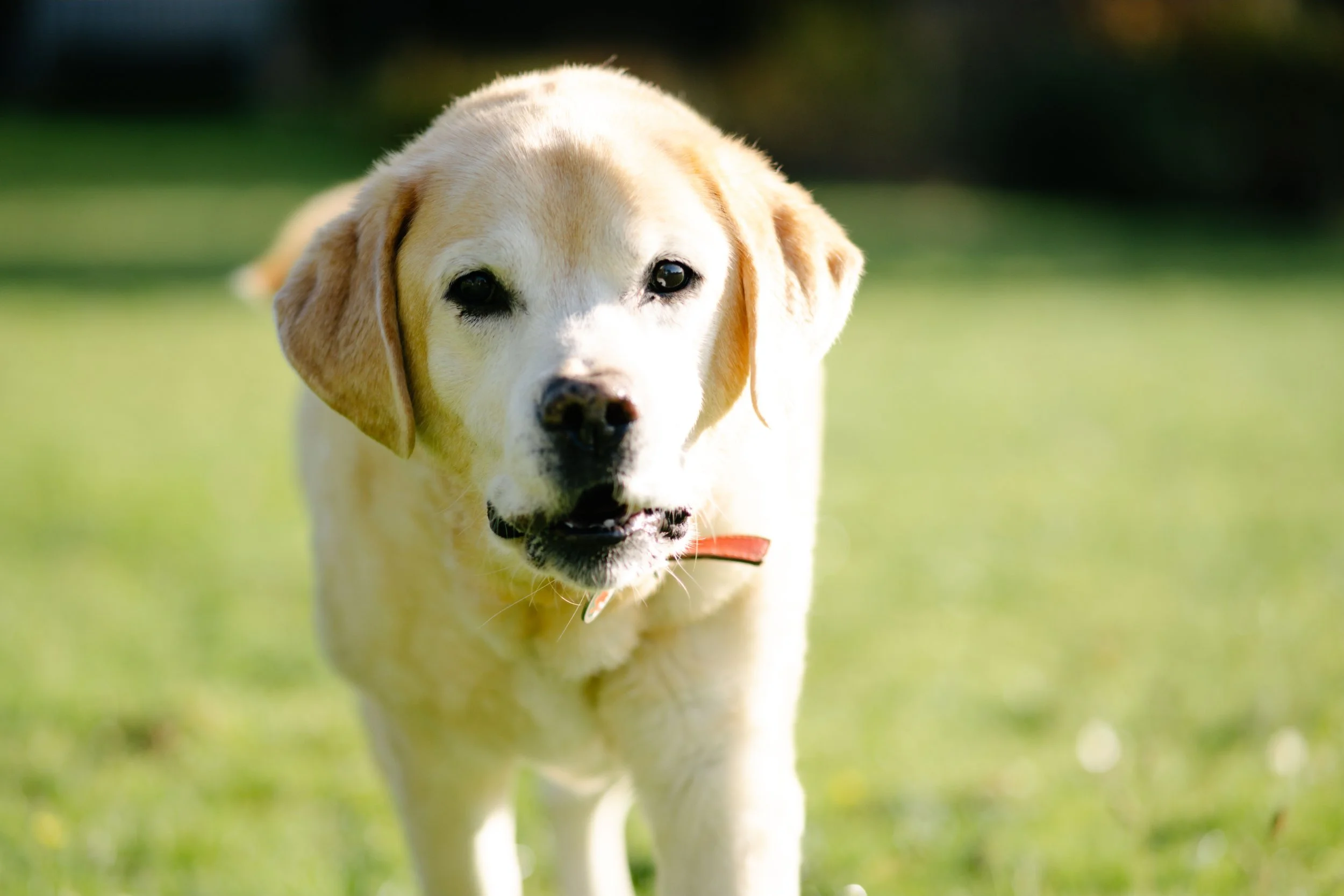 The rise of pet photography