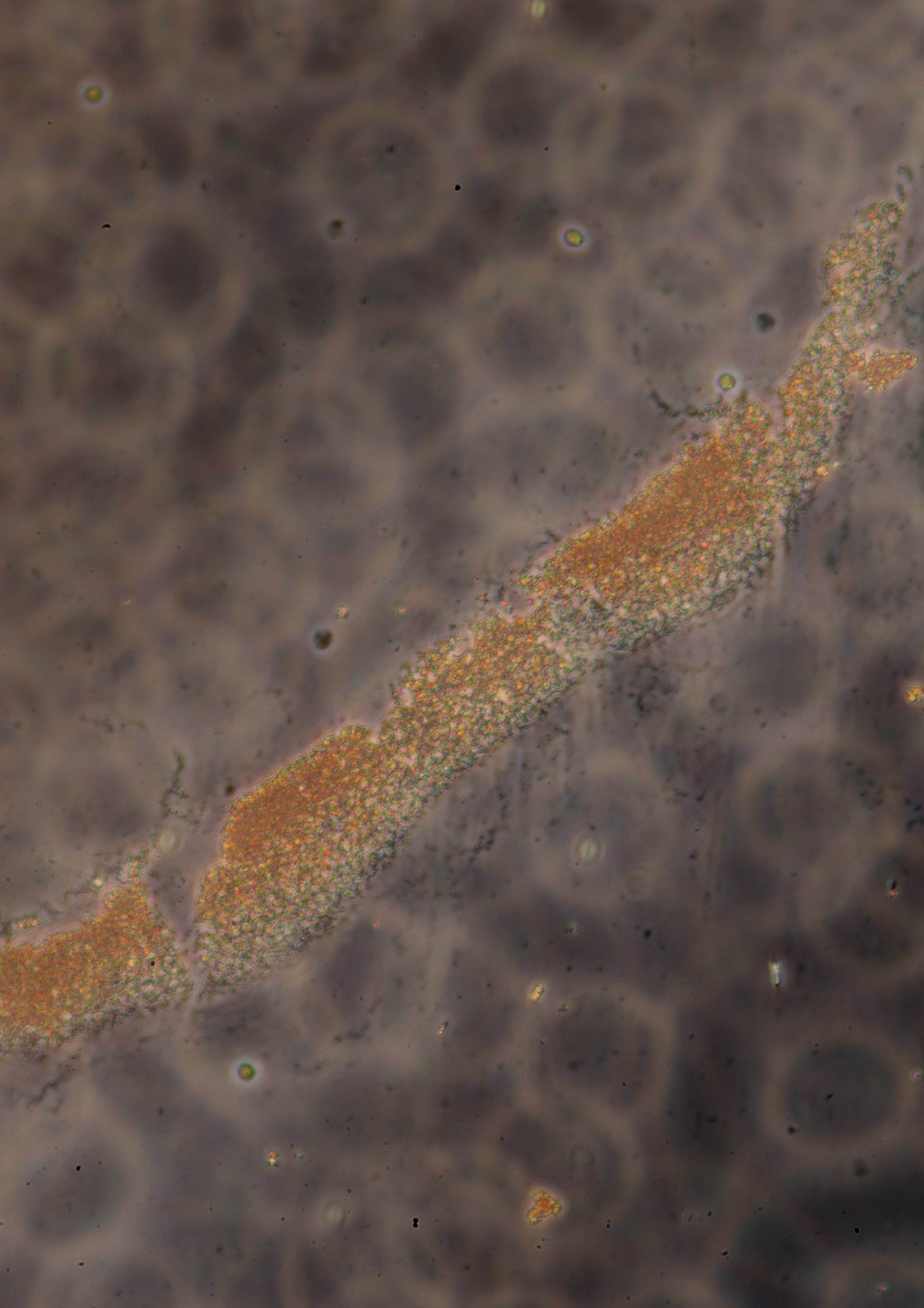 micros+finals-12.jpg