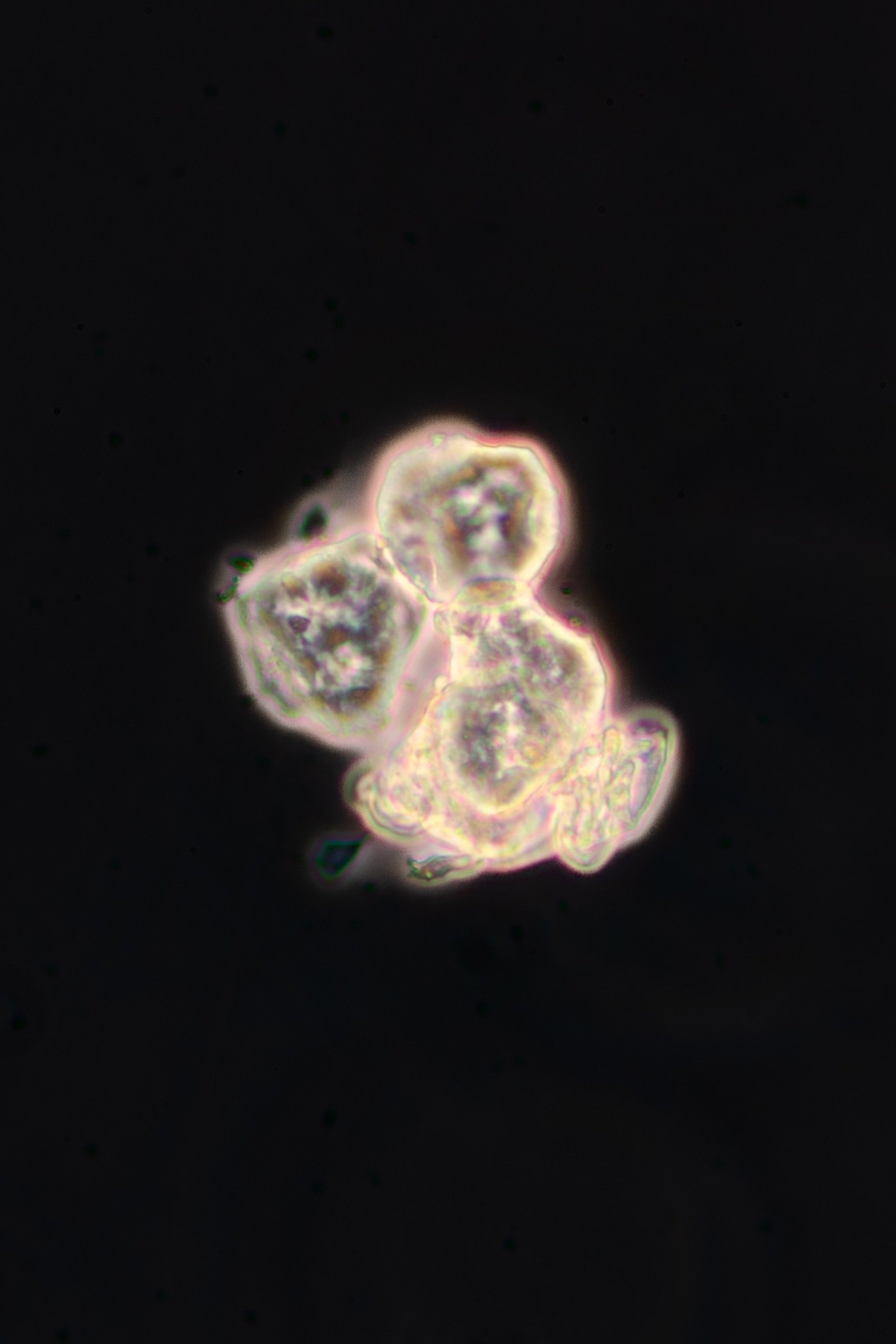 micros+finals-13.jpg