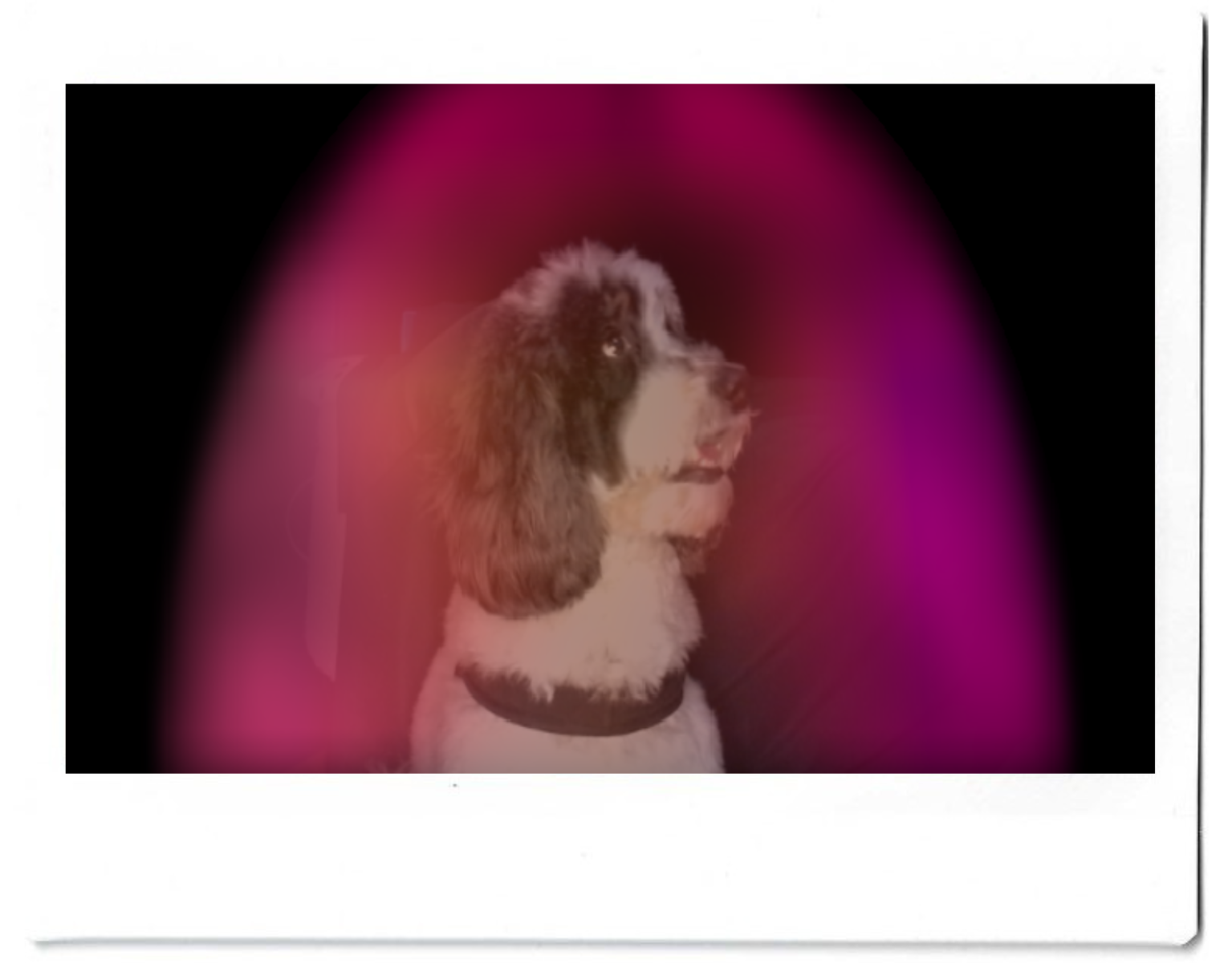 gracie.png