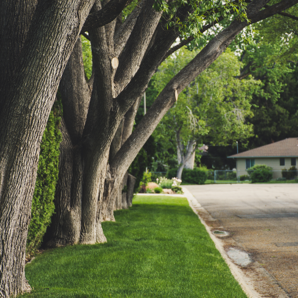 Image of a tree-lined street in Middle Georgia.