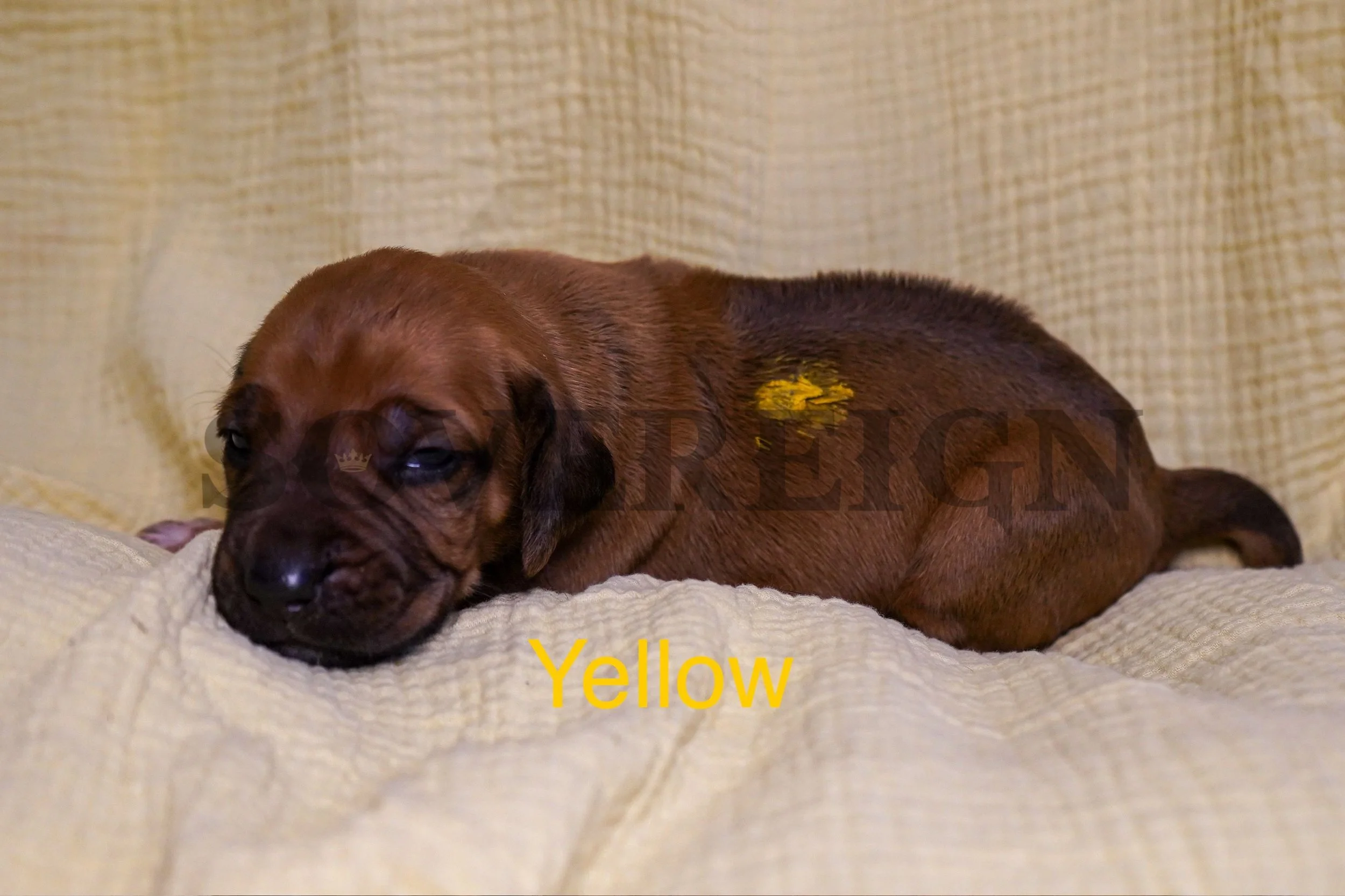 A brown puppy lying on a cream-colored textured blanket, with a yellow paint splotch on its side and the word 'Yellow' written below the puppy.