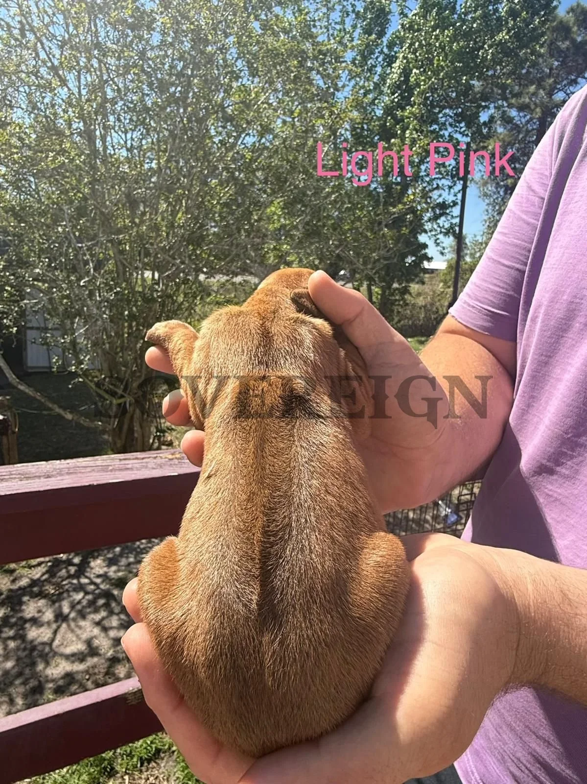 A person holding a small light pink puppy up in their hands outdoors, with trees and a fence visible in the background on a sunny day.