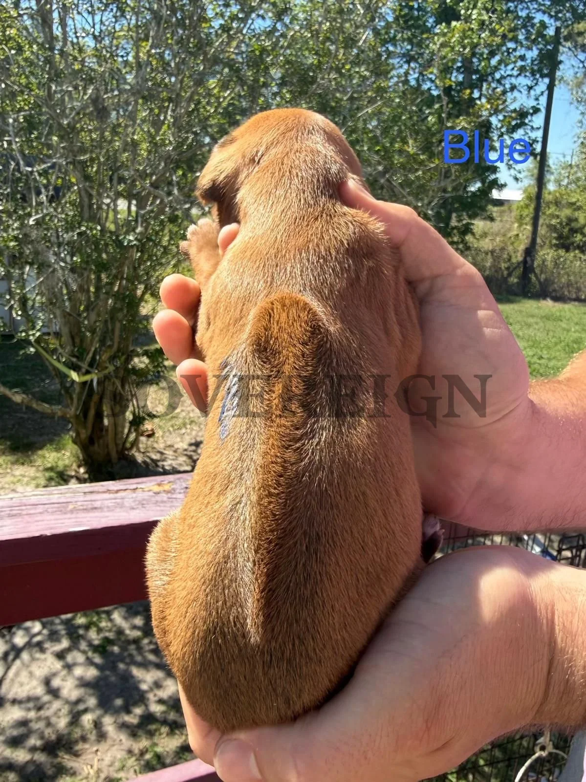 A person is holding a small brown puppy in their hands outdoors, with trees and a fence visible in the background. The puppy's back is facing the camera, and it has a tag that says 'Blue' in blue text.