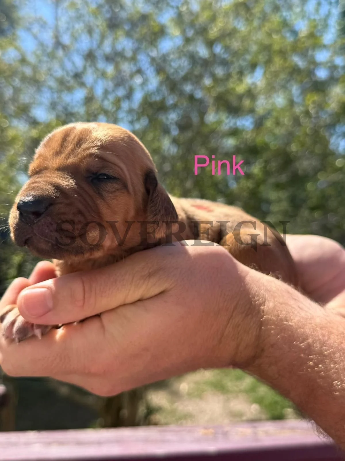A small, brown puppy with closed eyes being held in a person's hand outdoors. The background shows trees and a bright blue sky, and the word 'Pink' is written in pink text on the image.