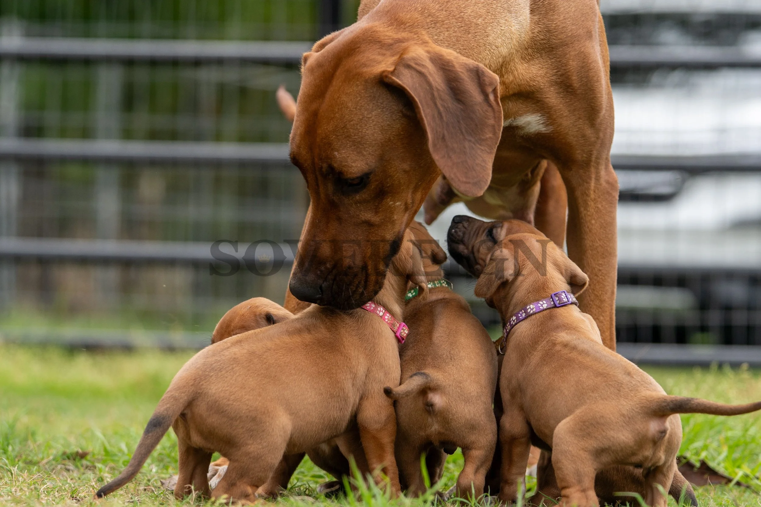 A brown adult dog with a black nose interacts with four small brown puppies on a grassy area, with a metal fence in the background.