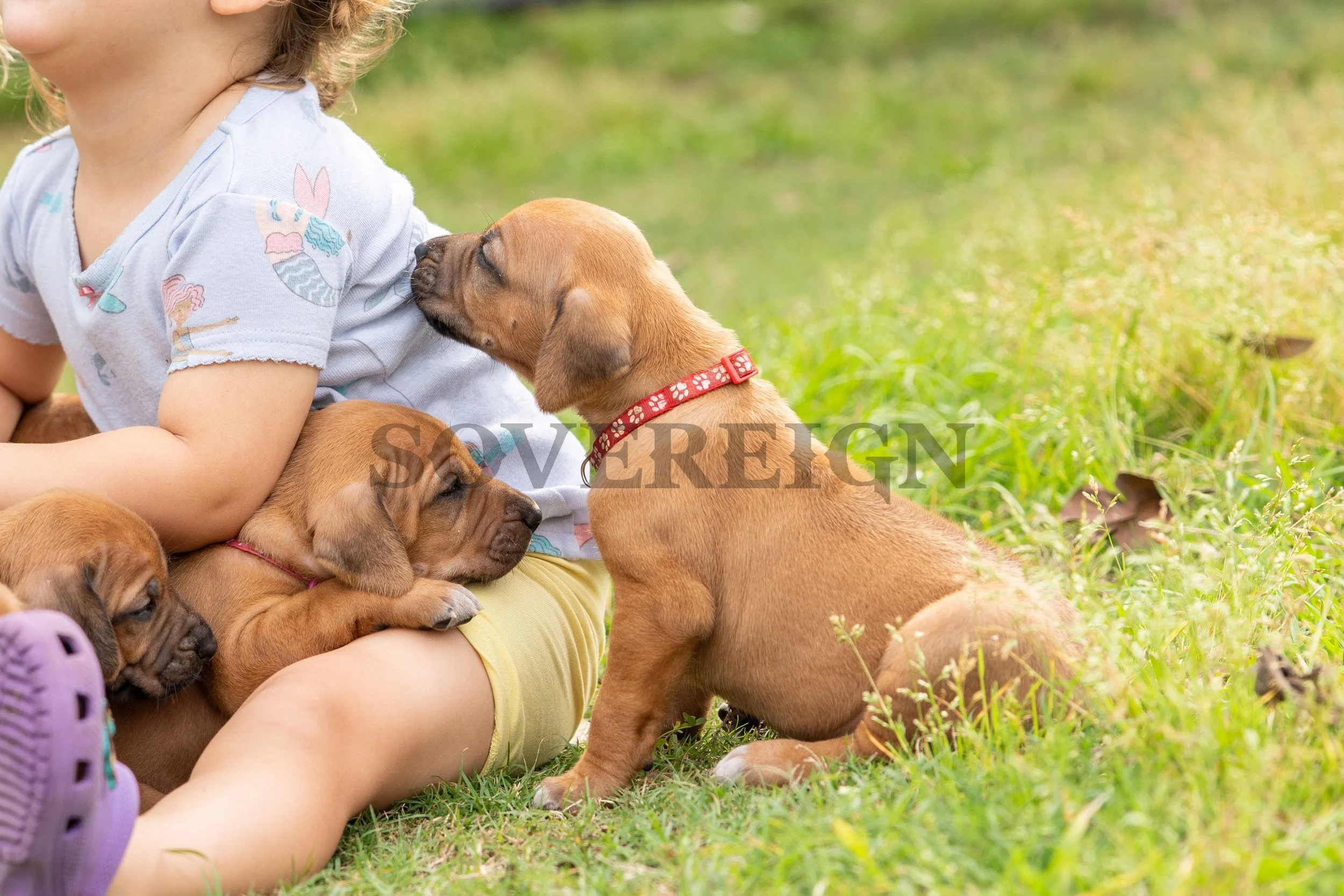 A young child sitting on grass surrounded by four puppies, one licking the child's neck and another resting on the child's lap.