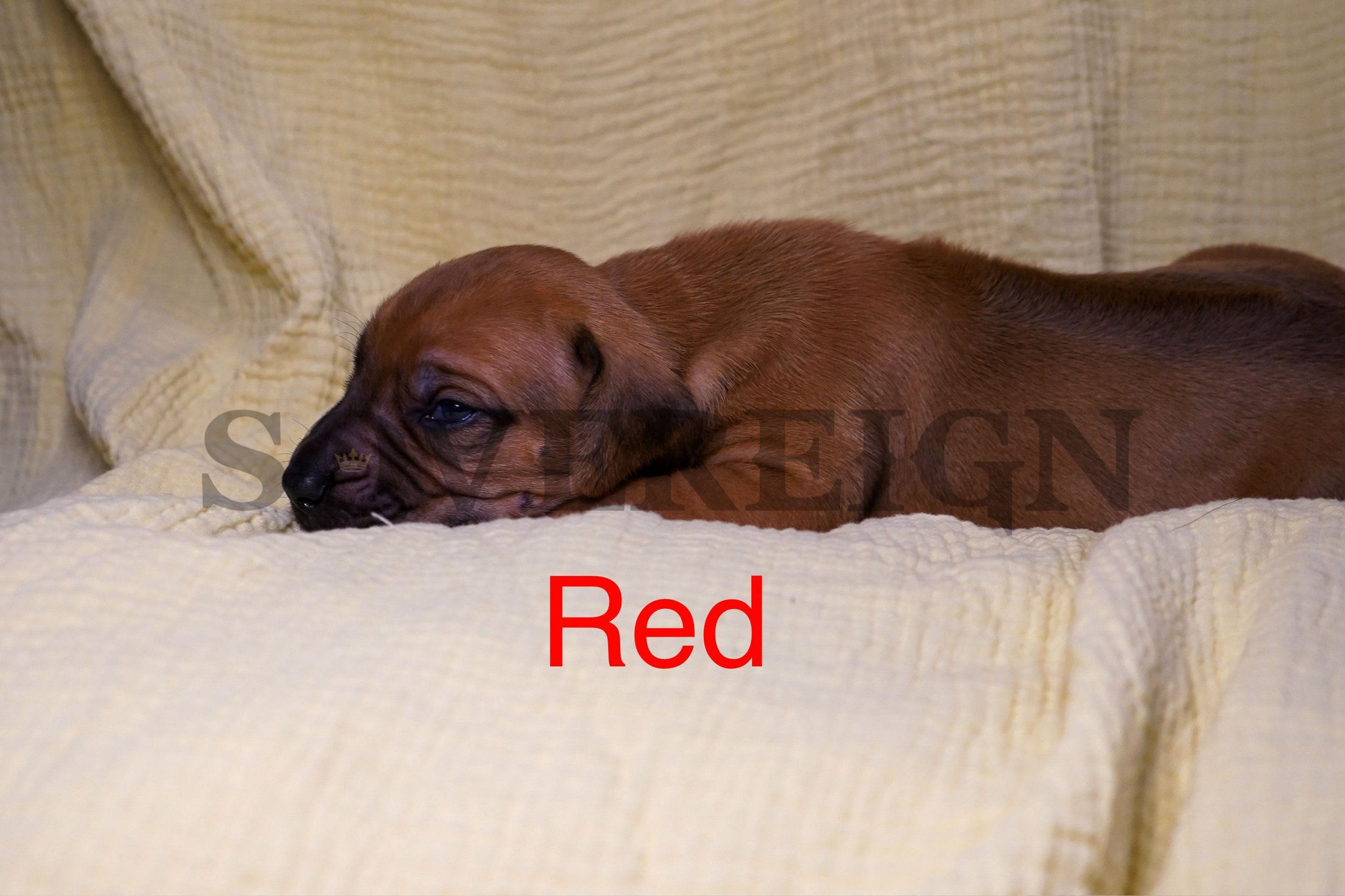 A brown puppy lying on a cream-colored textured blanket. The puppy appears to be resting or sleeping with its head down on the blanket. The word 'Red' is written in red text at the bottom of the image.