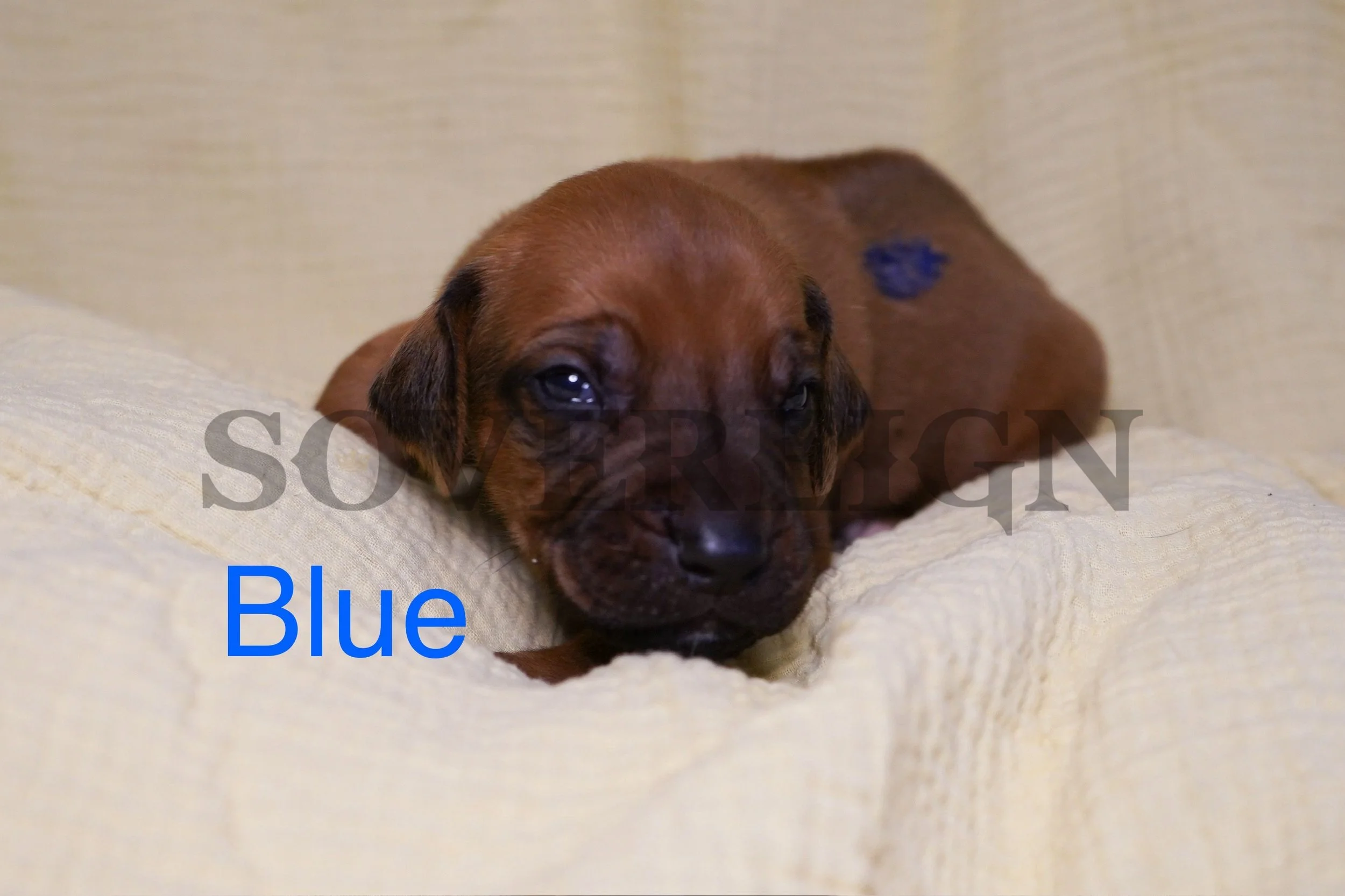 A brown puppy lying on a cream-colored textured surface with a small blue spot on its back, looking at the camera.