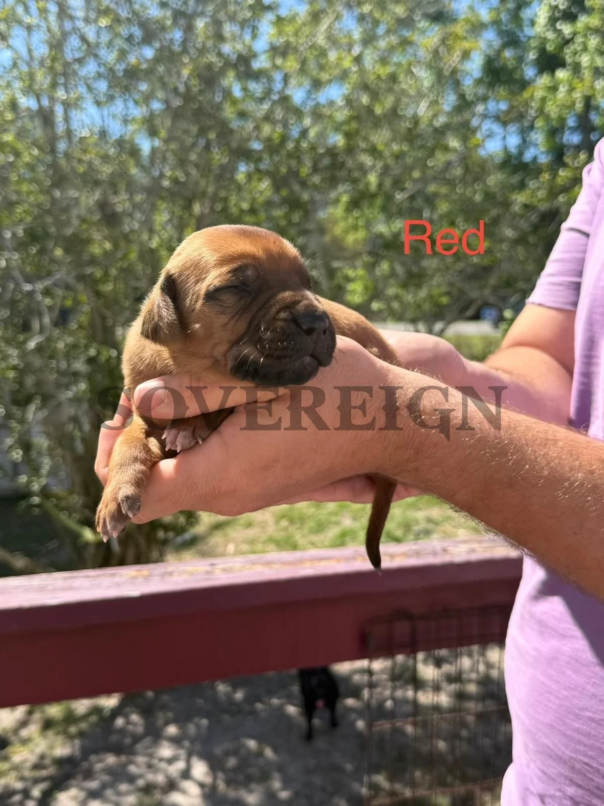Person holding a small brown puppy with closed eyes outdoors. The background has green trees and a fenced area.