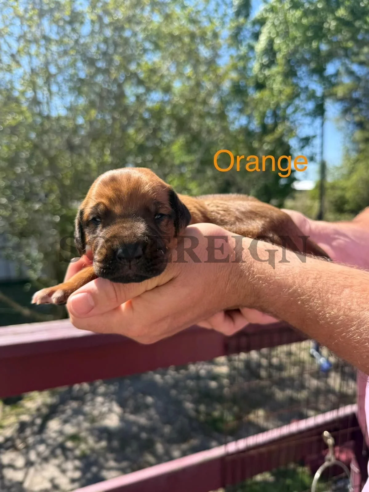 A person holding a small brown puppy with a black face and closed eyes outdoors, with green trees and a blue sky in the background, and the word 'Orange' written in orange text.