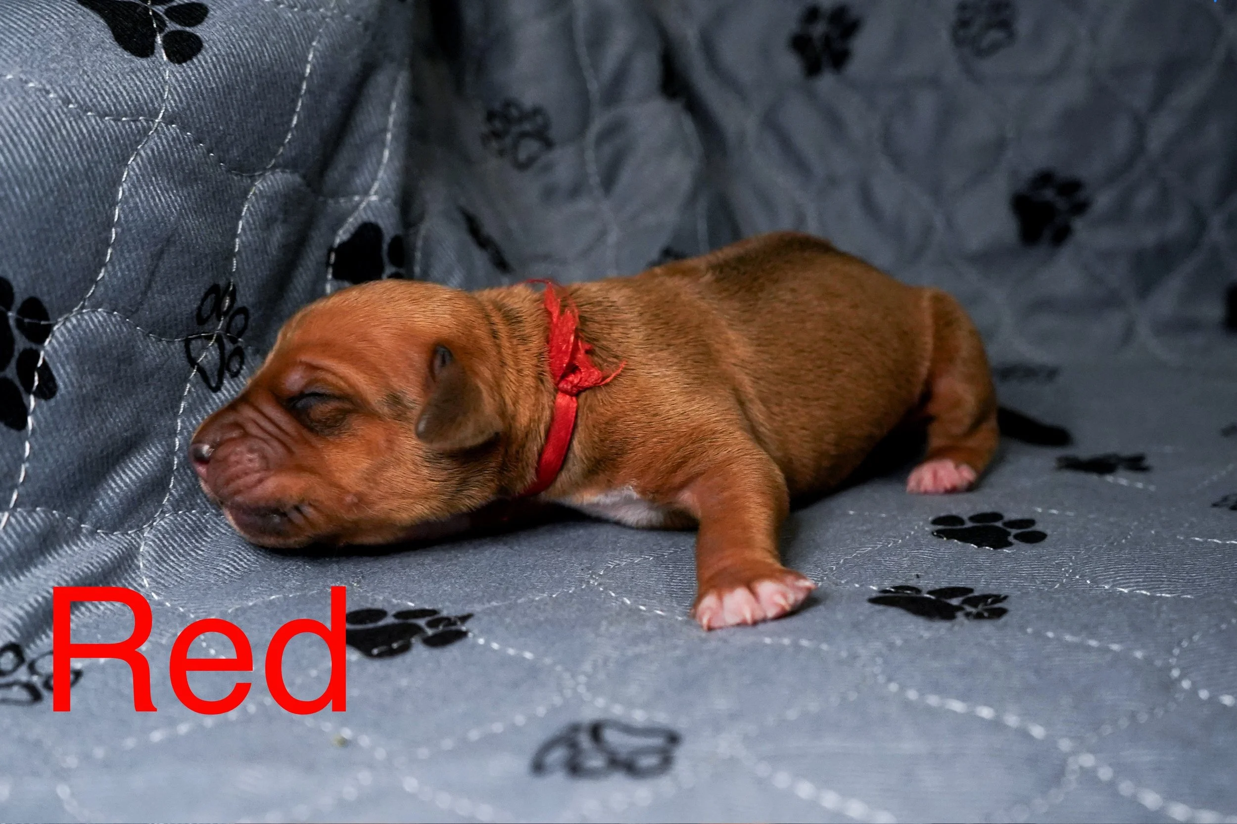 A small brown puppy with a red collar sleeping on a gray blanket with black paw print patterns.