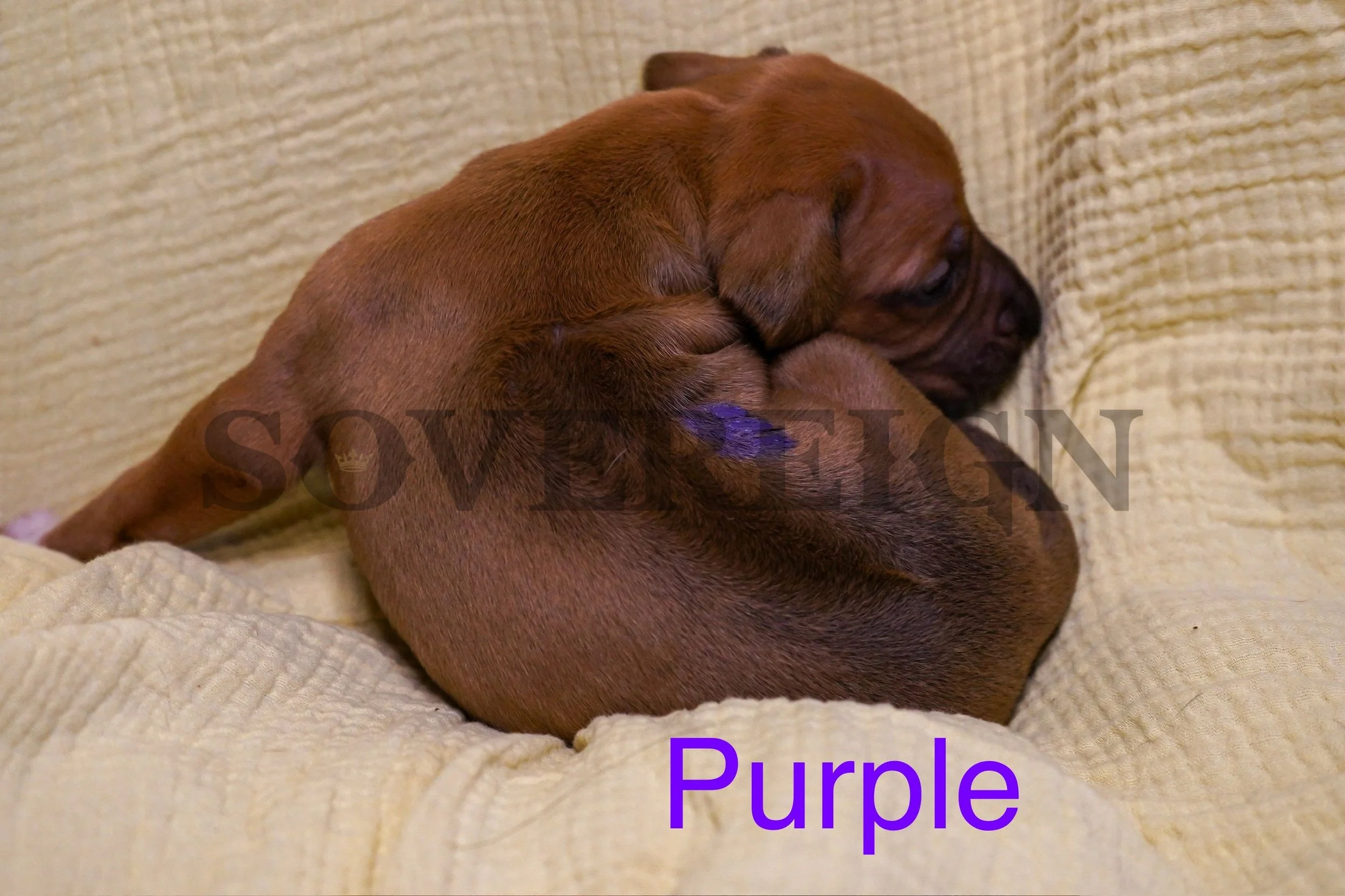 A brown puppy curled up on a beige knitted blanket with a purple mark on its leg, facing sideways.