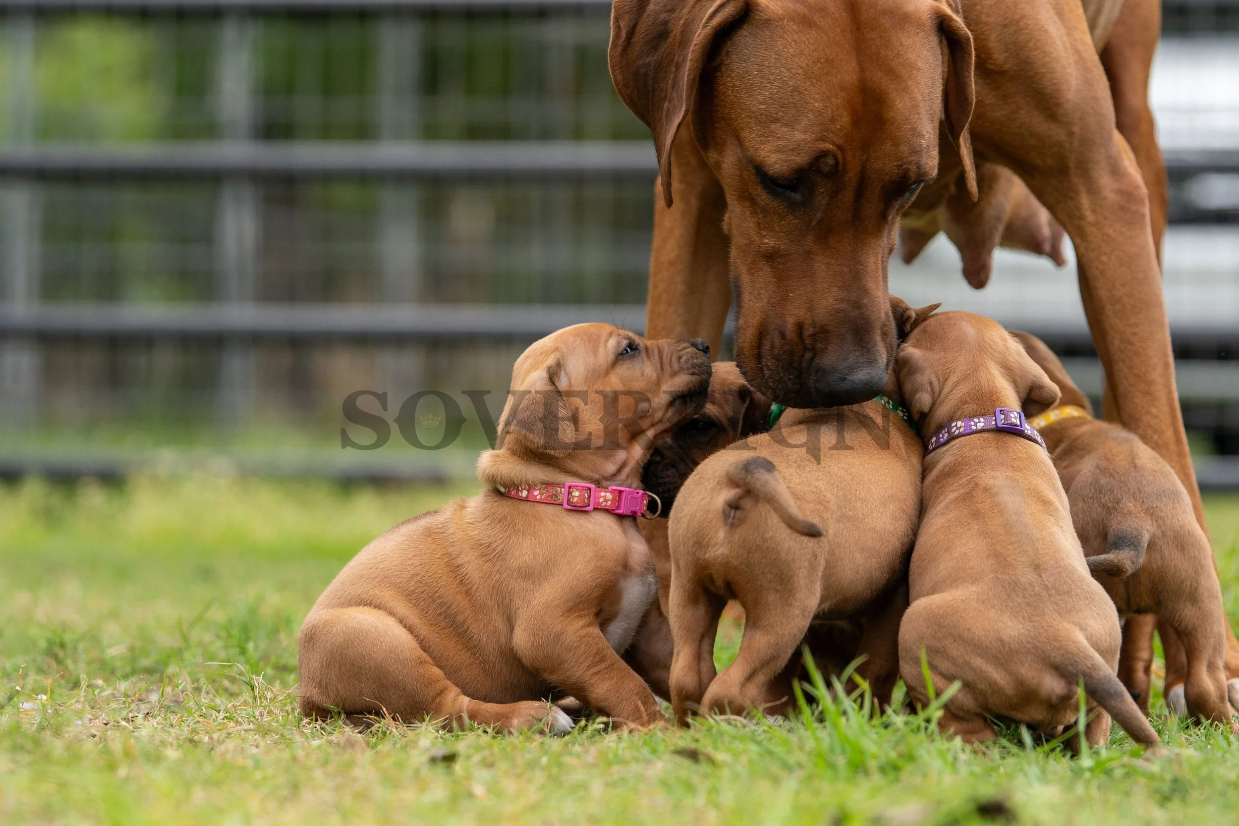 A brown mother dog surrounded by five adorable puppy dogs with colored collars, on a grassy field with a fence in the background.