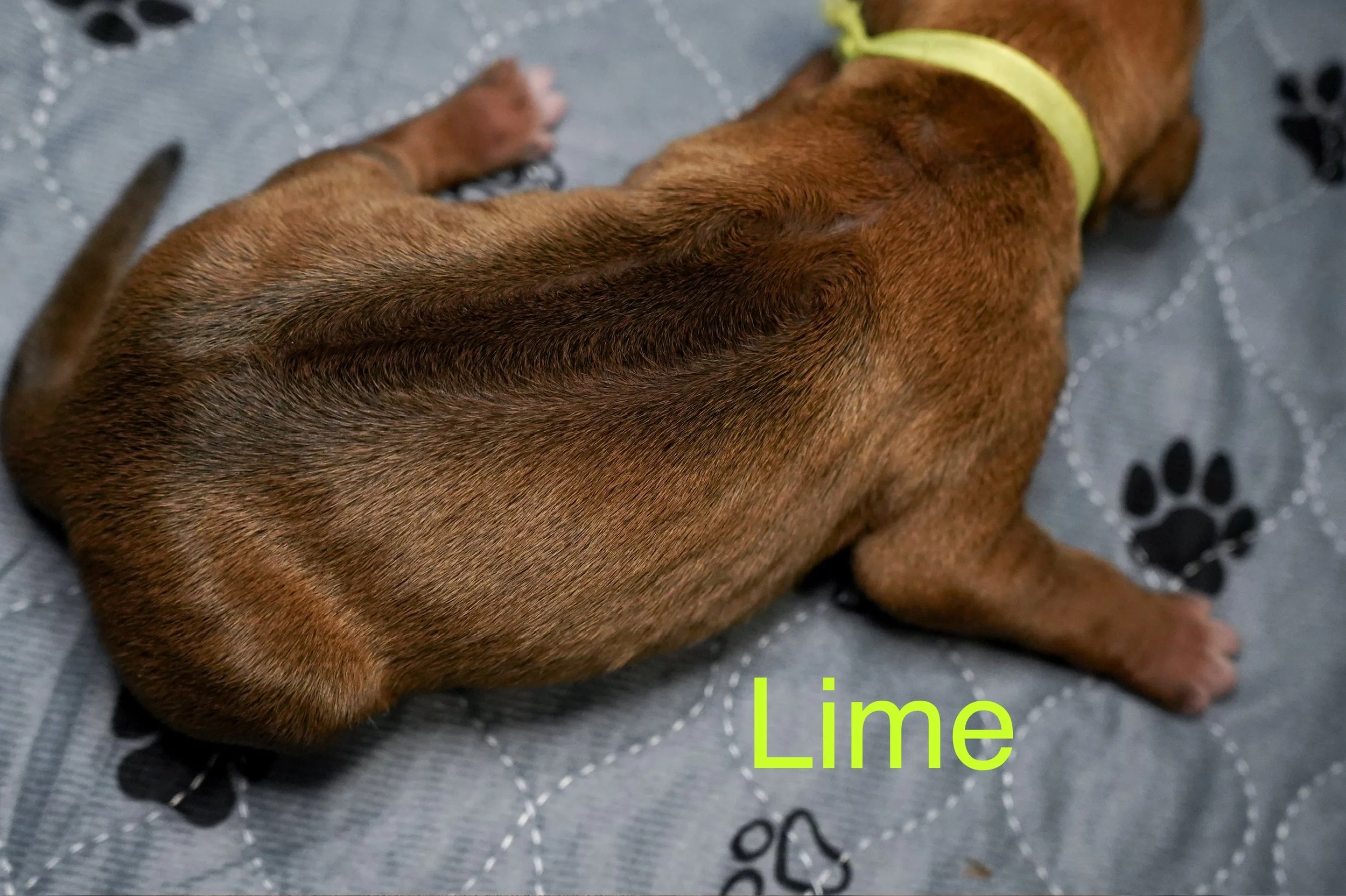 A small brown puppy lying on a gray mat with black paw prints, wearing a yellow collar.
