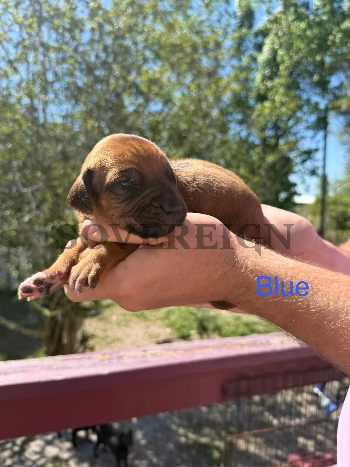 A person holding a tiny brown puppy outside on a sunny day, with green trees and a blue sky in the background.