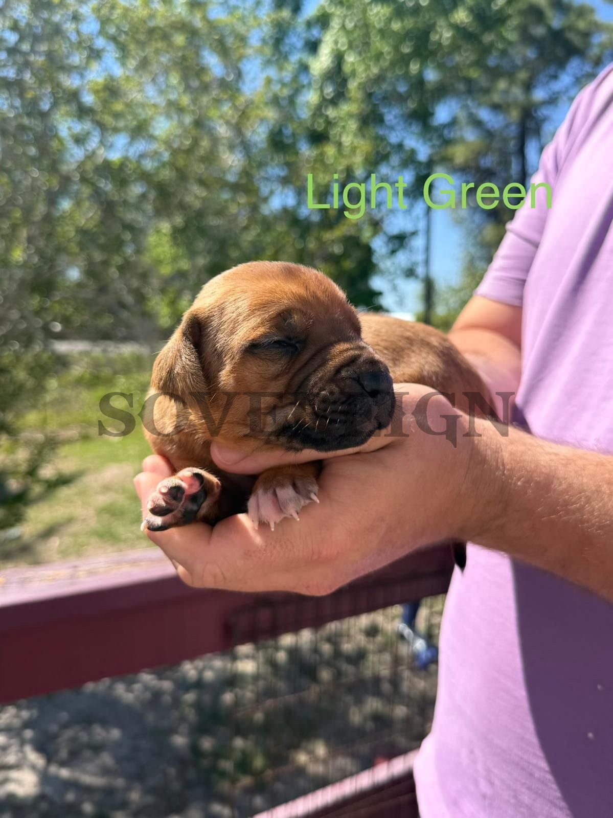 A person holding a small brown puppy with closed eyes outdoors. The puppy appears to be sleeping or resting. There is a background of trees and a bright, sunny day. The words 'Light Green' are overlaid on the image.