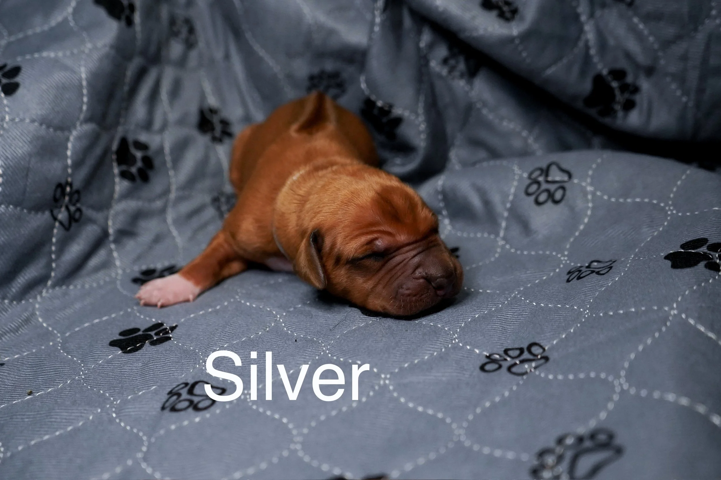 A small, brown puppy sleeping on a gray blanket with black paw print patterns.