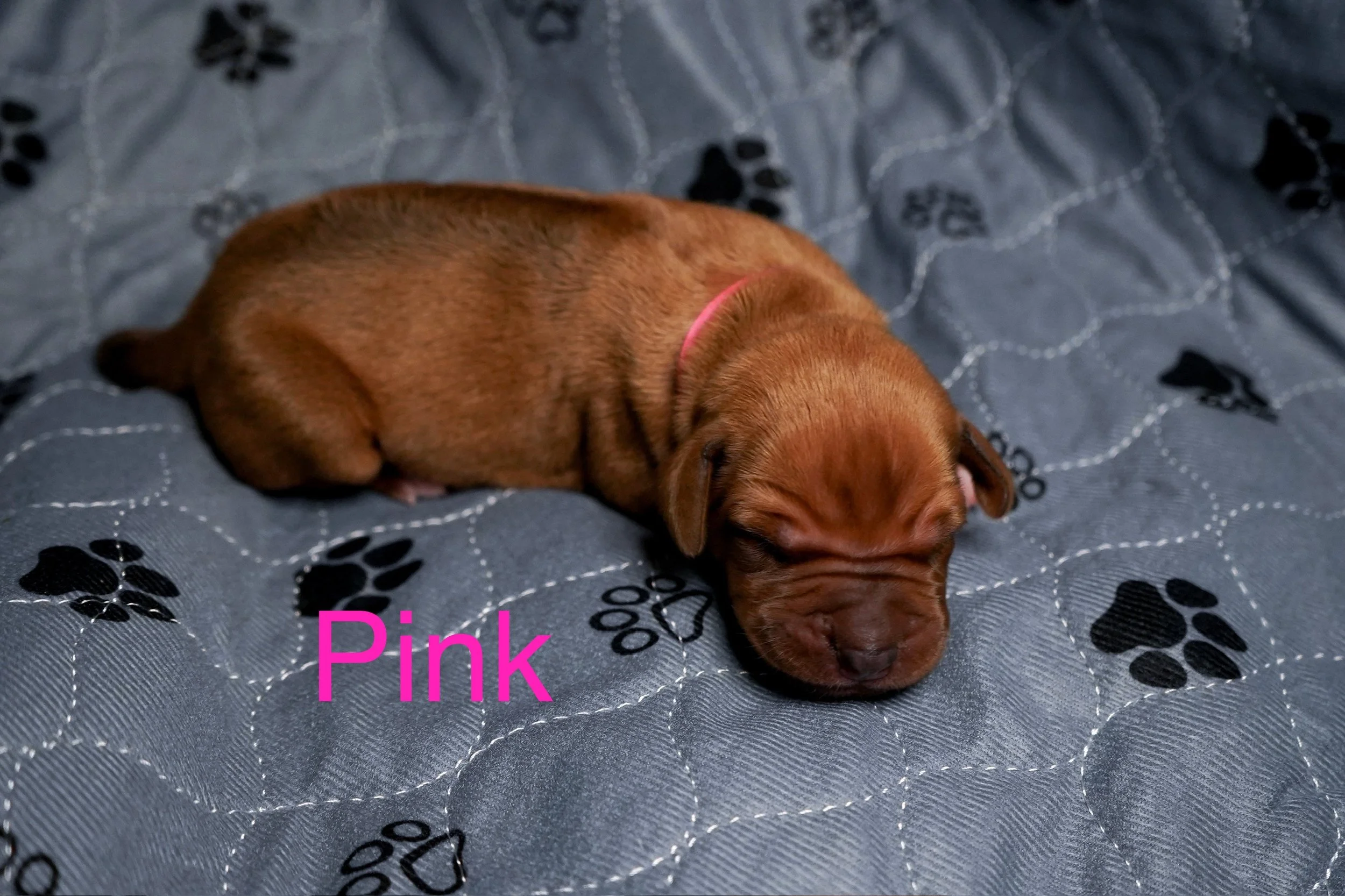 A small brown puppy with a pink collar sleeping on a gray blanket decorated with black paw prints and dotted lines. The word 'Pink' is written in pink text near the puppy's head.