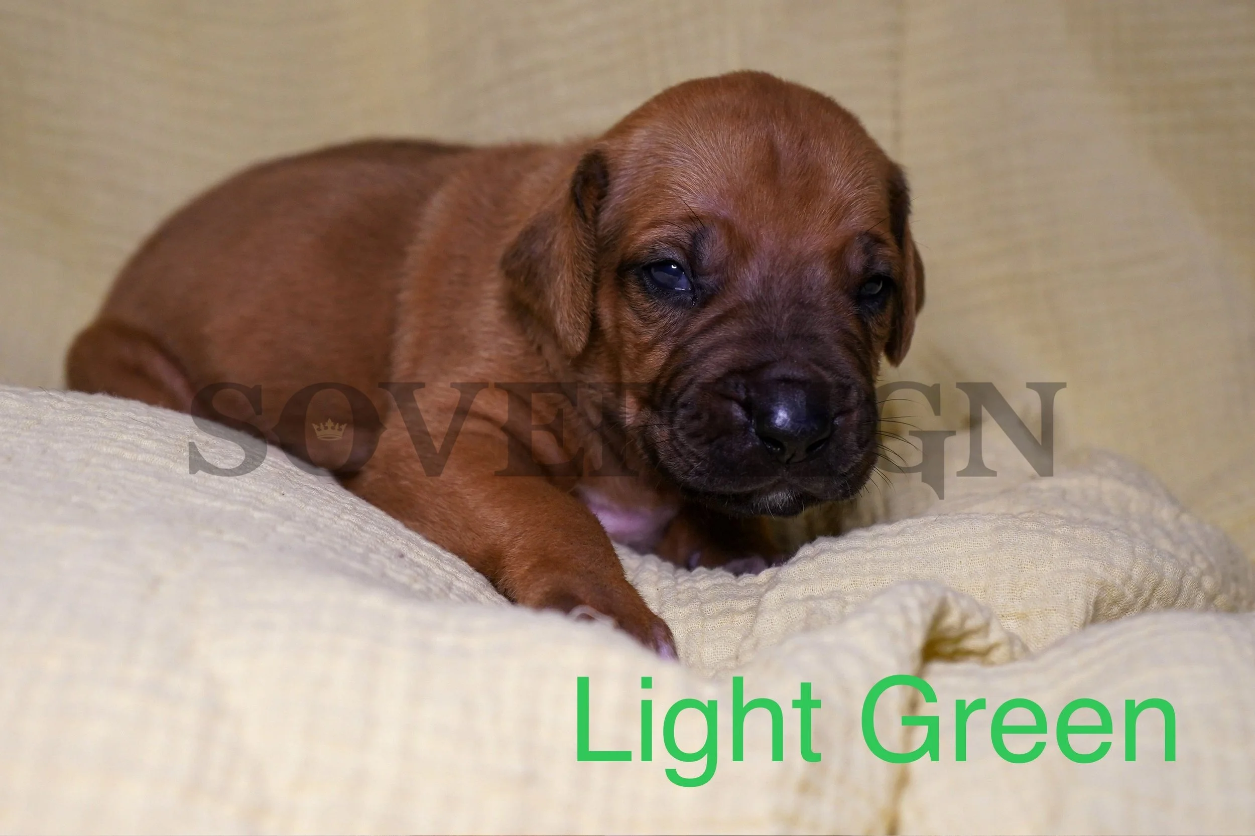 A brown puppy lying on a beige cushion with a neutral background, with the text "Light Green" in green font at the bottom right corner.