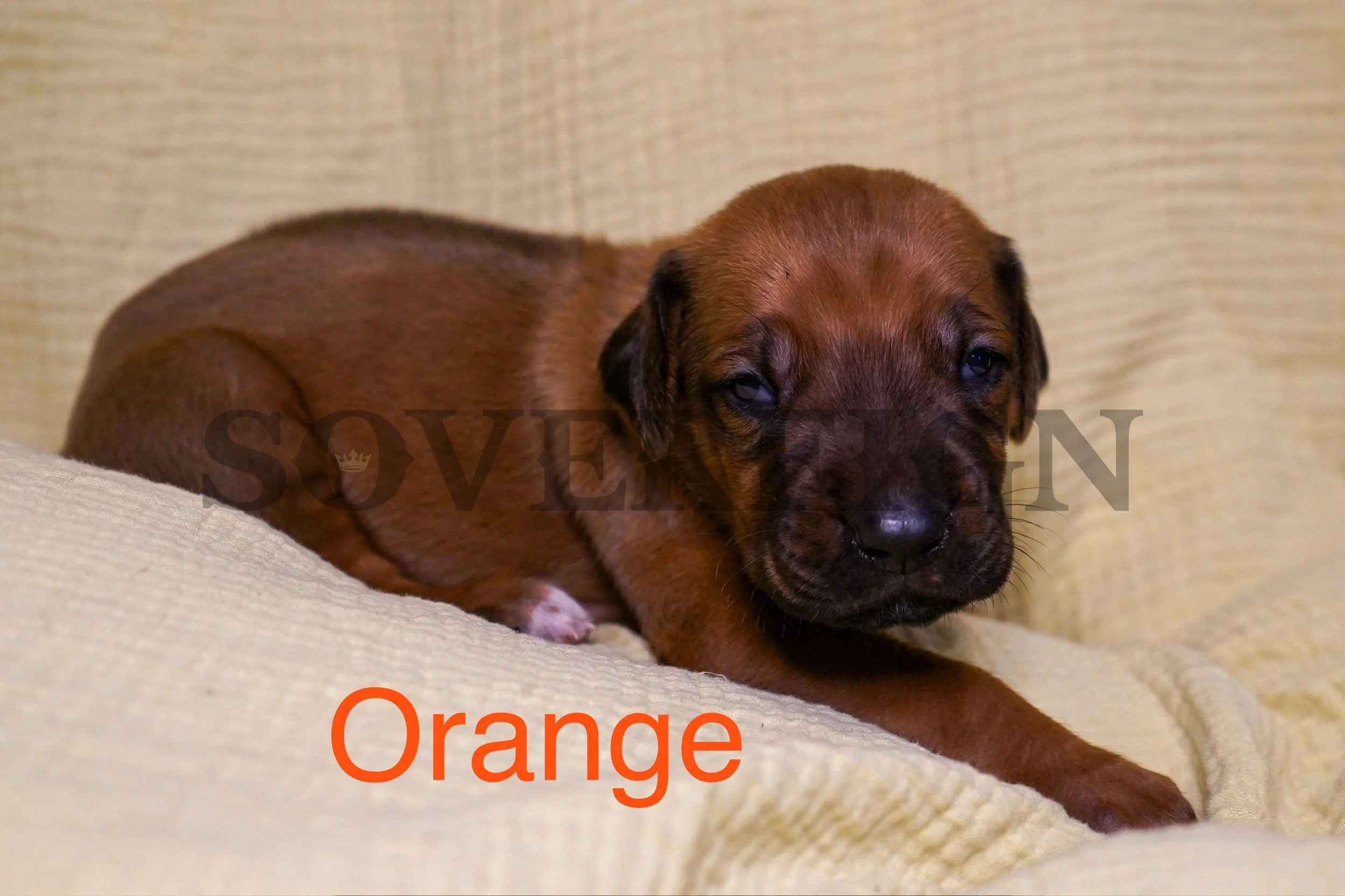 A brown puppy with black markings on its face resting on a beige blanket with a yellow background. The word 'Orange' is written in orange text at the bottom of the image.