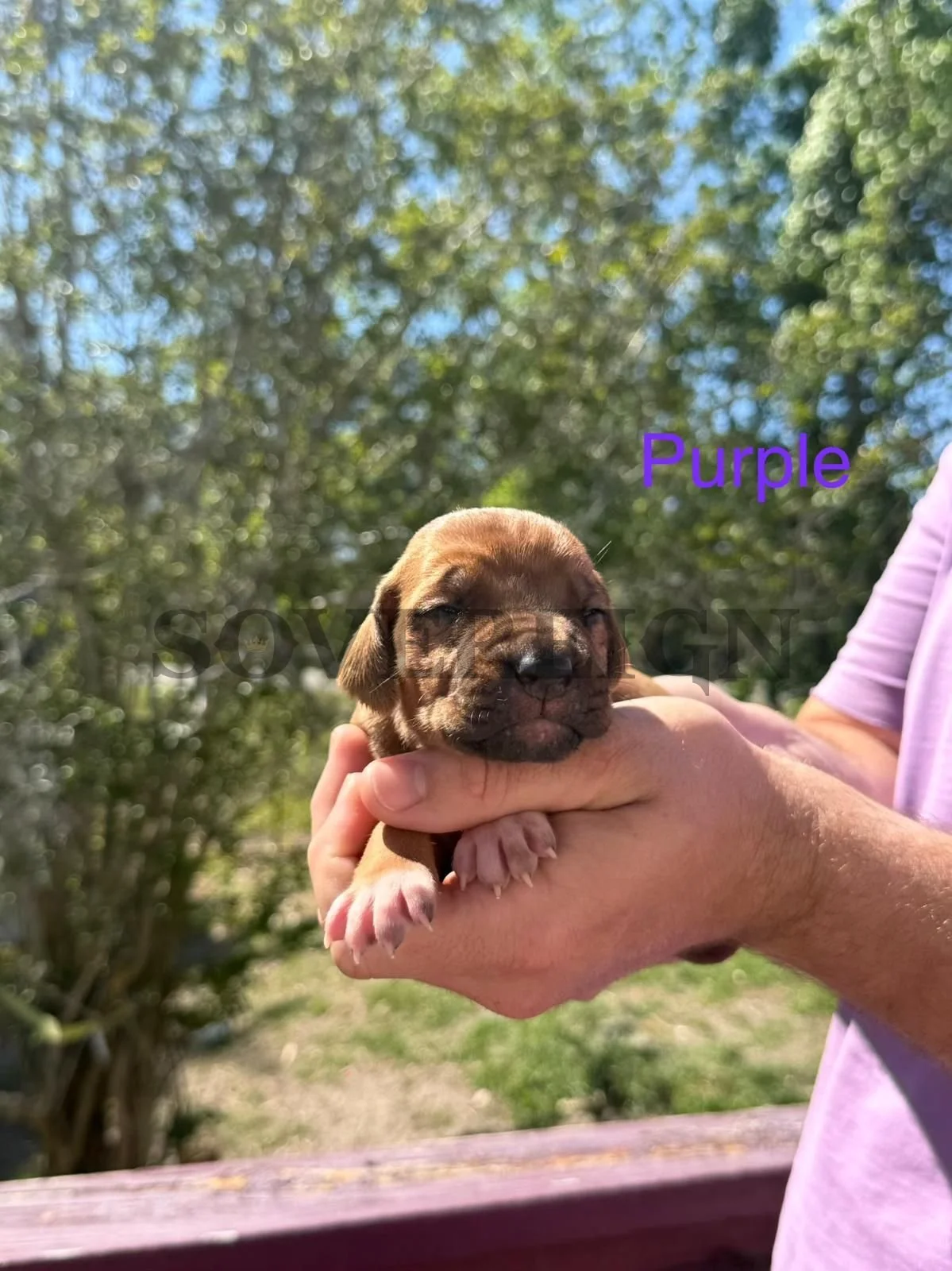 A person is holding a small brown puppy outdoors in a hand with a background of green trees and blue sky. The puppy has a wrinkled face and closed eyes. The word 'Purple' is overlaid in purple text.