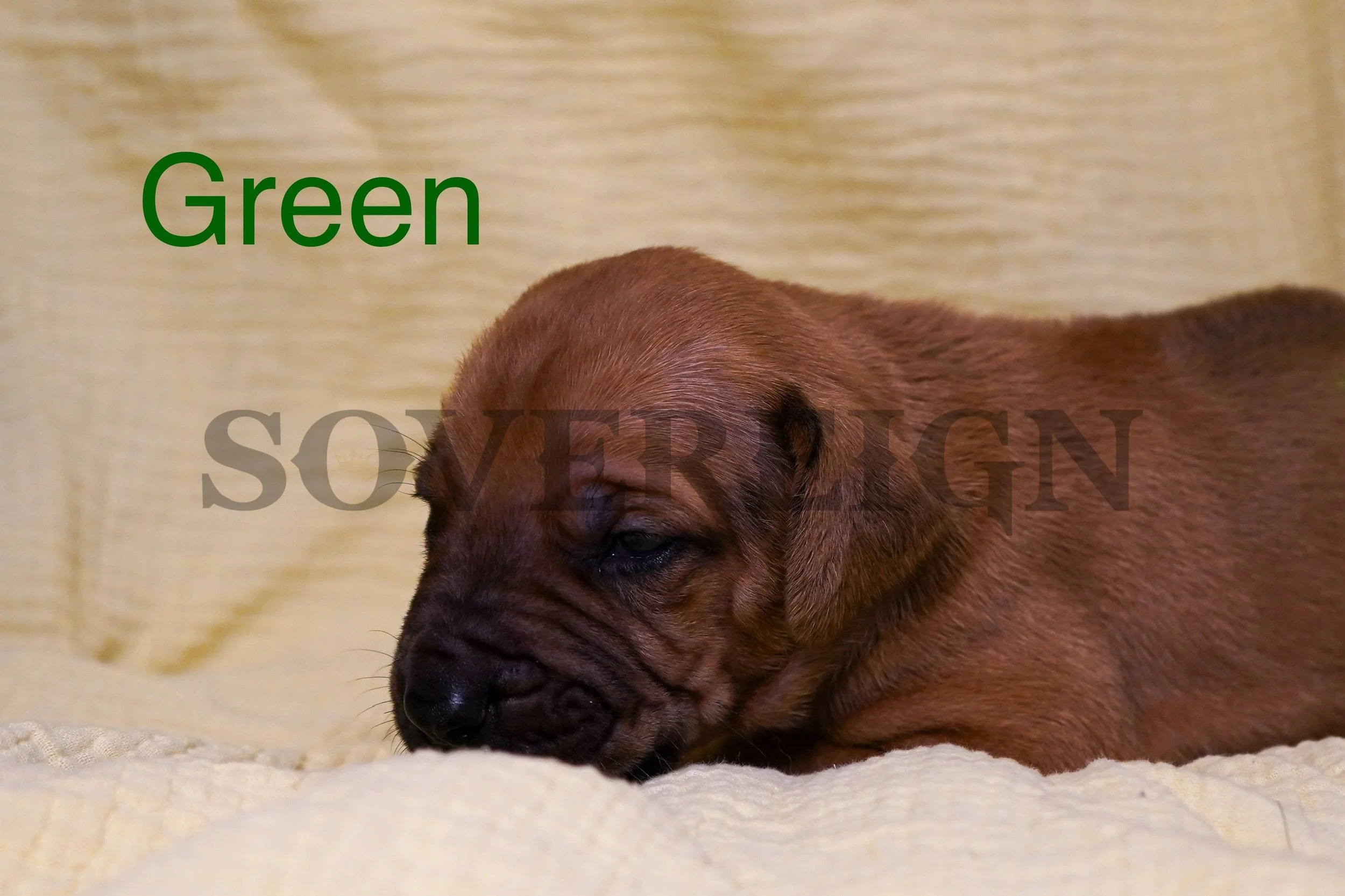 A brown puppy lying on a cream-colored blanket with labeled text 'Green' in green font and the word 'SOVERIGN' faintly visible across the image.