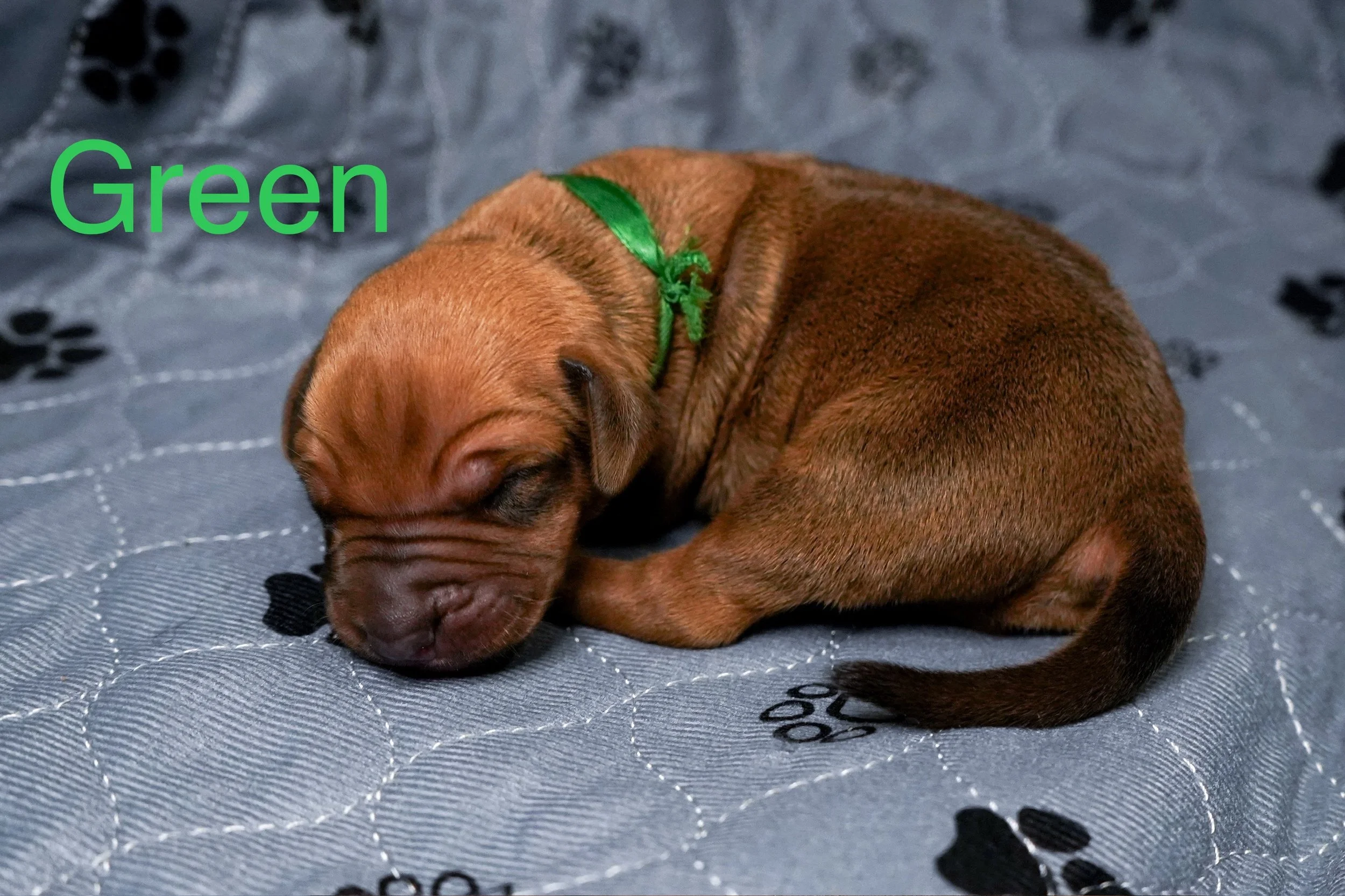A small brown puppy with a green collar sleeping on a gray blanket with black paw prints.