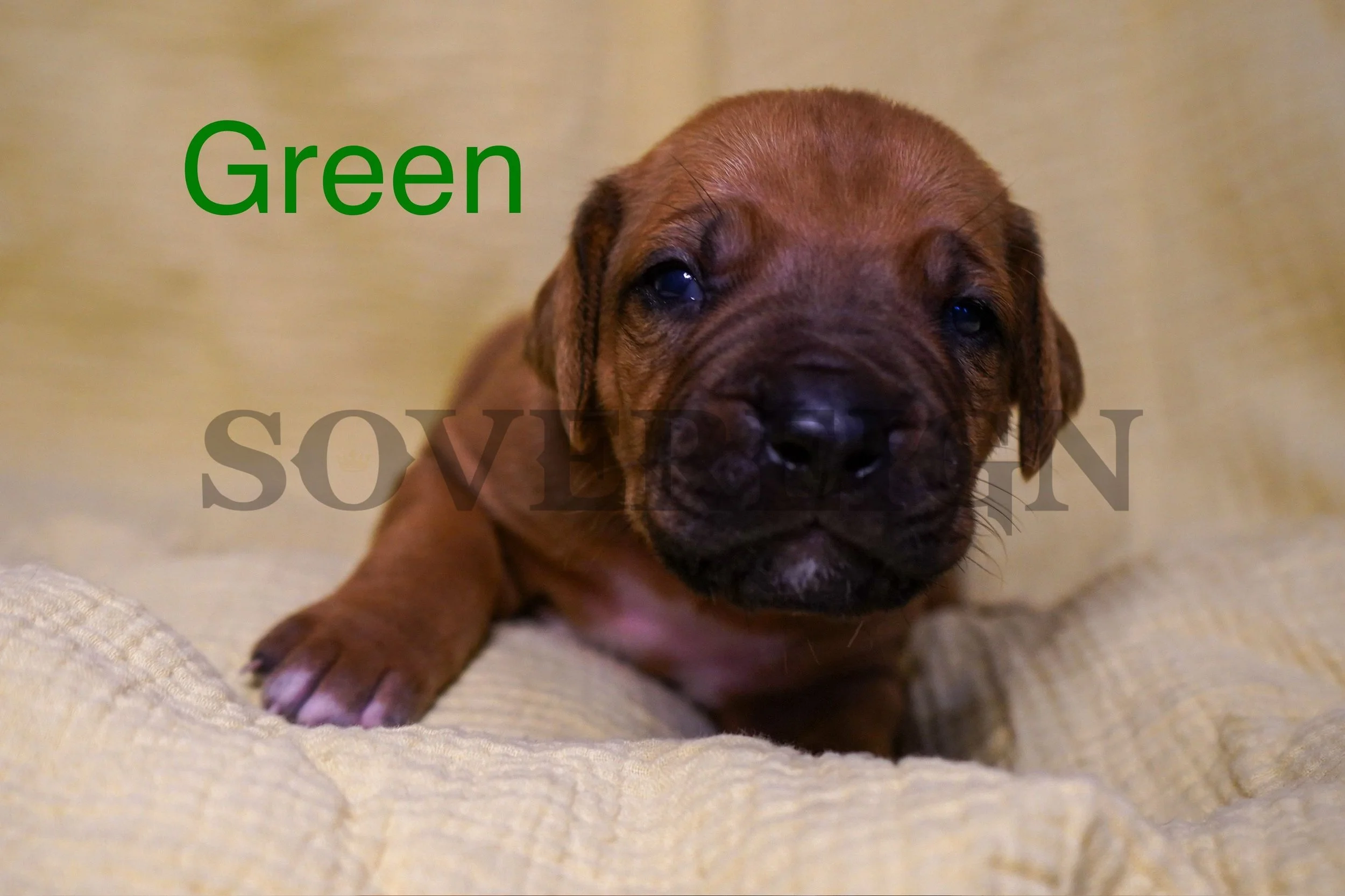 A brown puppy with a black nose and eyes lying on a beige fabric surface, with the word 'Green' written in green text on the image.