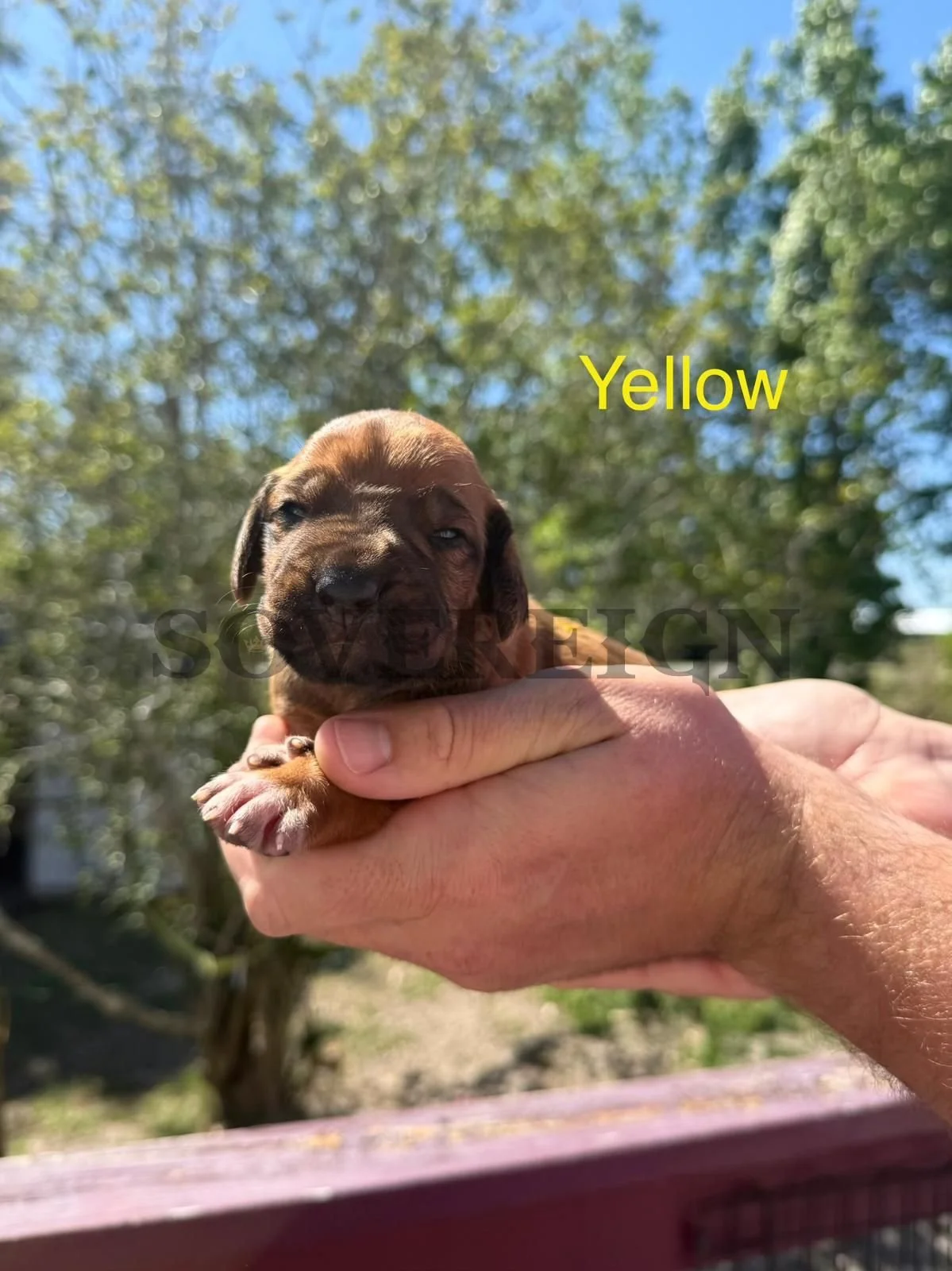 A person holding a small puppy with brown fur and dark eyes, outdoors during daytime with green trees and blue sky in the background. The puppy is labeled "Yellow" in yellow text.