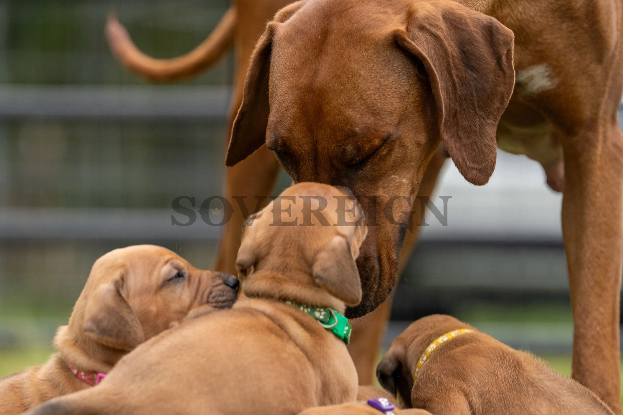 A large brown dog gently nuzzles four brown puppies, some of which are wearing colorful collars, in a field with a blurred fence in the background.