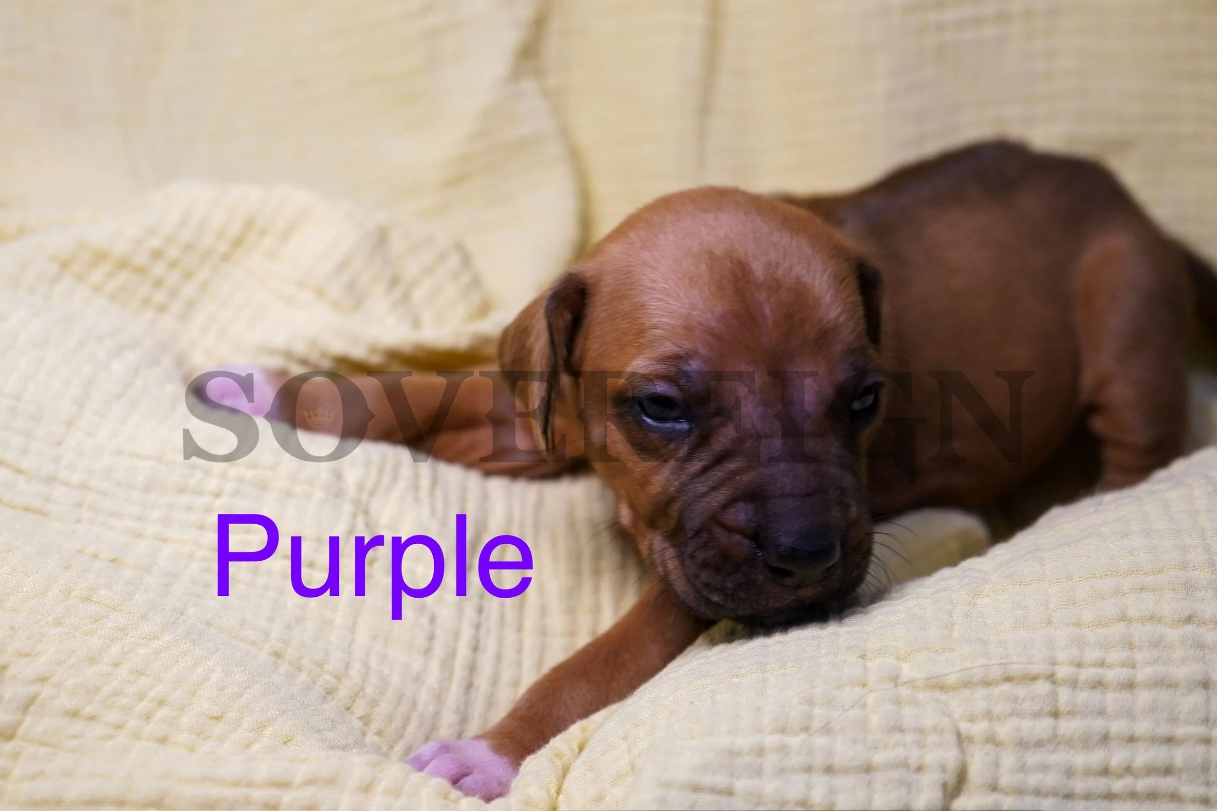 A small brown puppy lying on a cream-colored blanket, with purple text that says 'Purple' and a partially visible logo in the background.