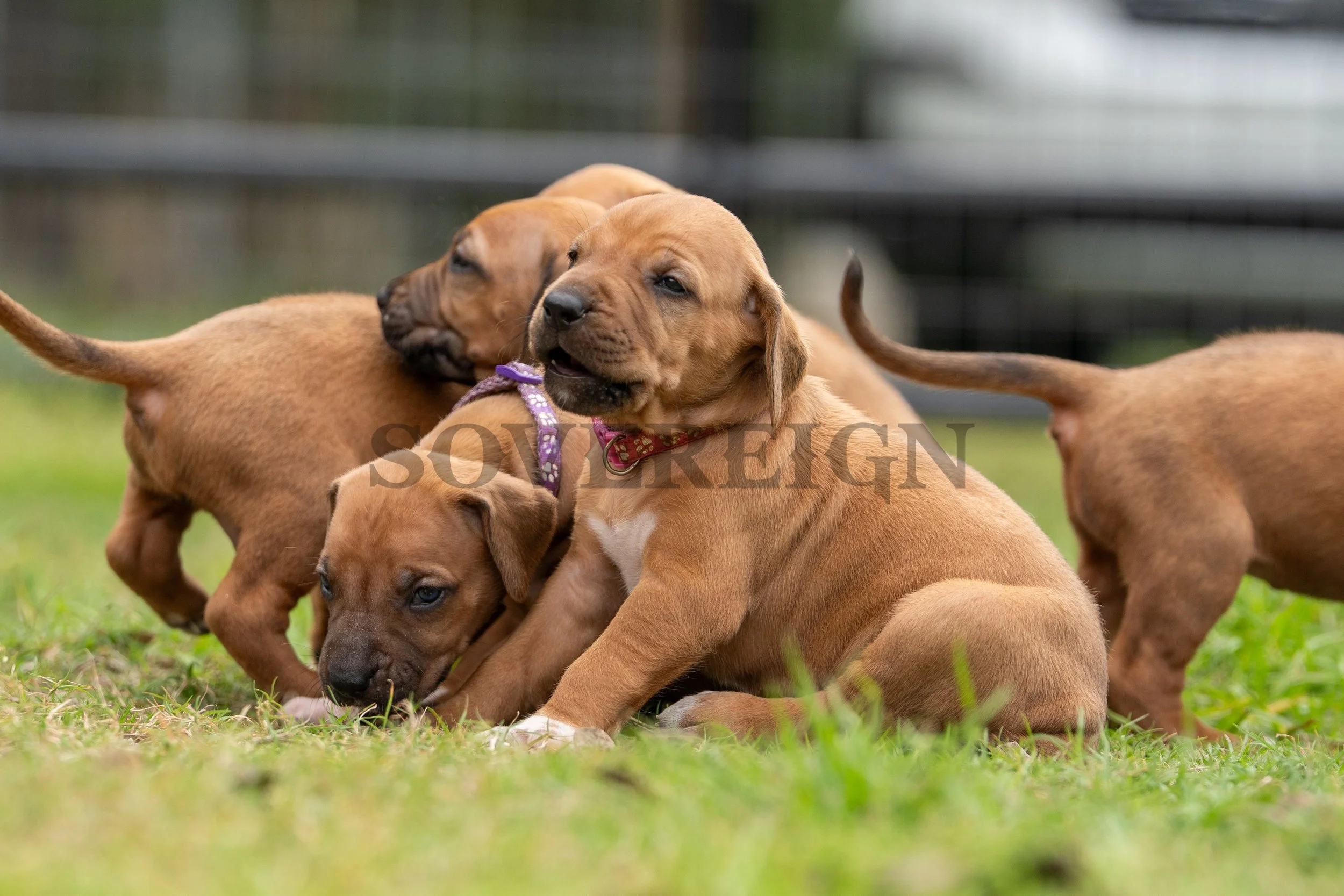 Group of playful brown puppies on green grass, some cuddling and others exploring, with a blurred fence background