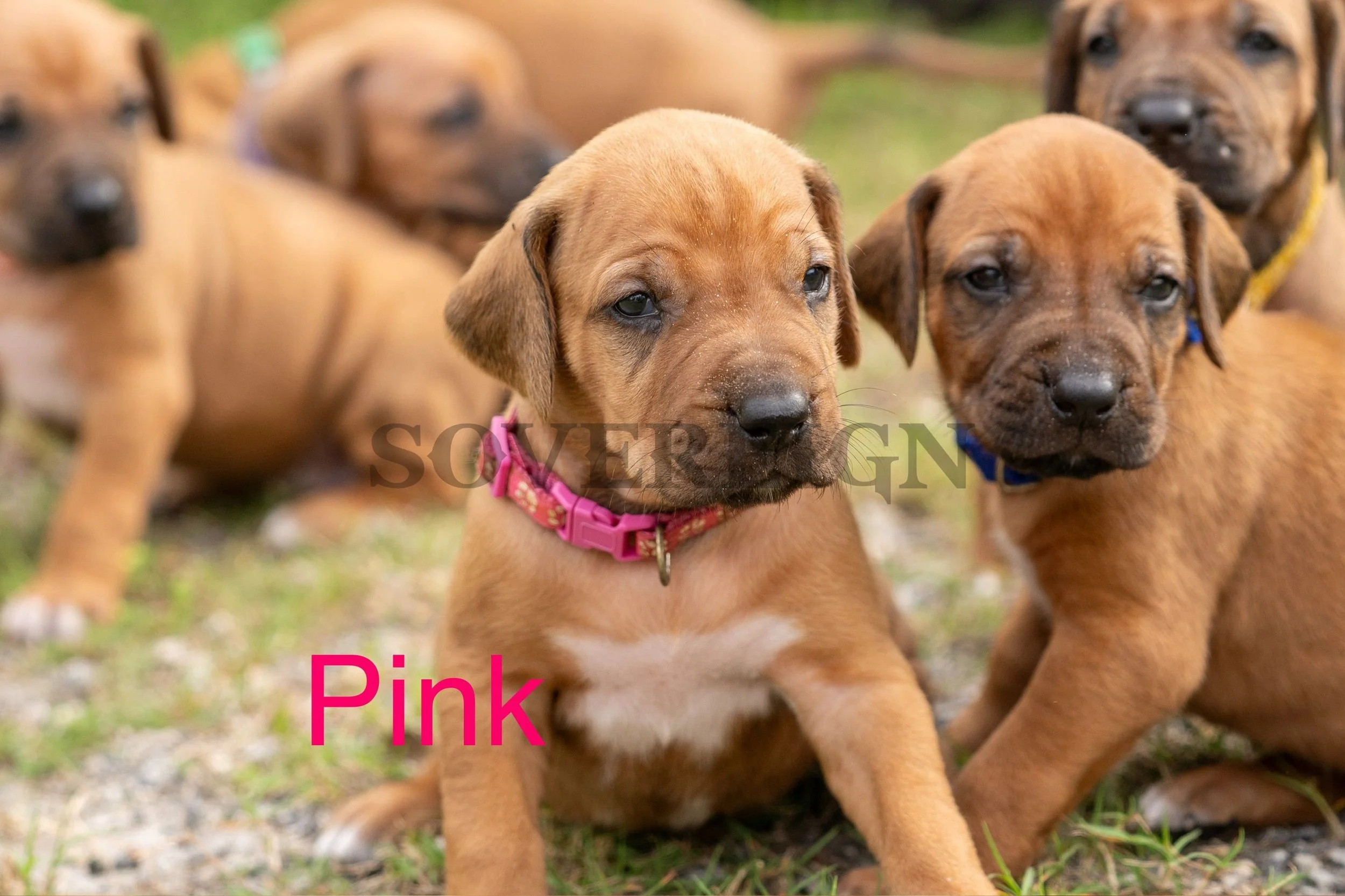 Group of brown puppies sitting on grass, one with a pink collar in the front and others around it