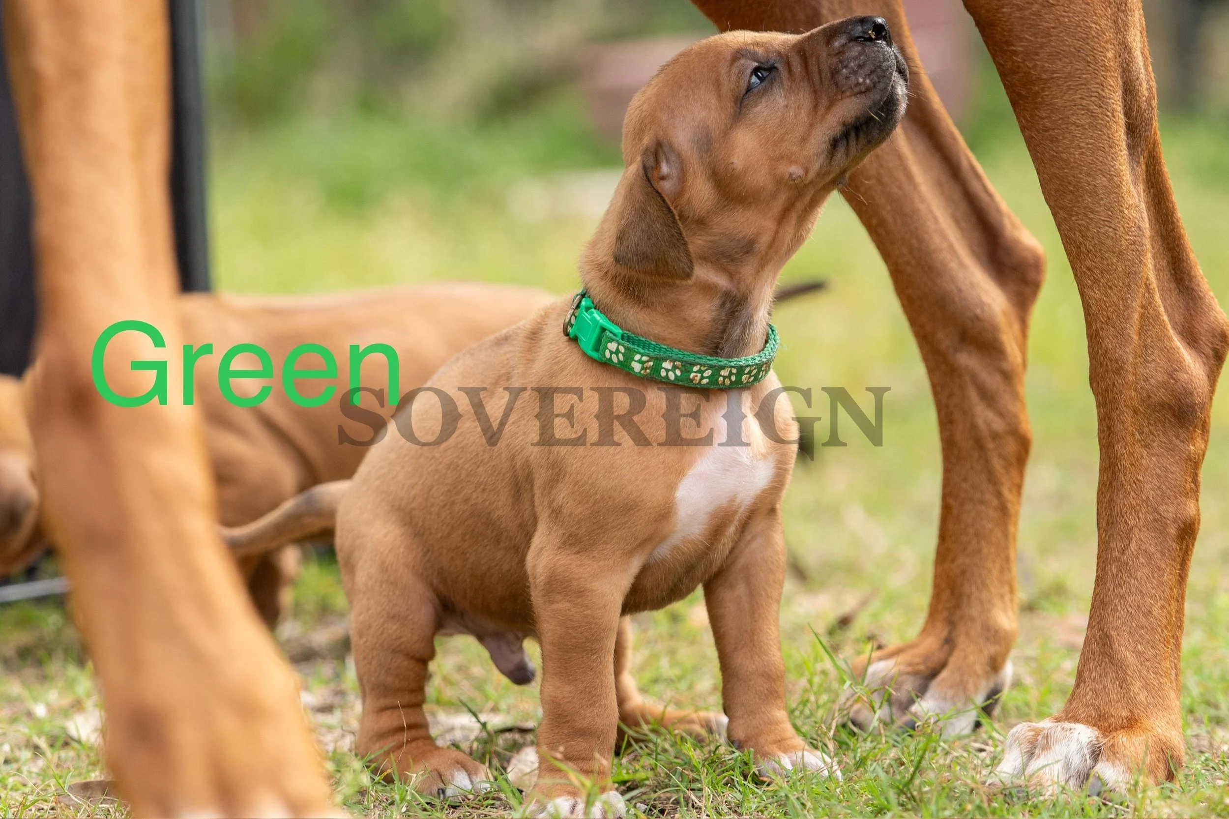 A group of brown puppies, with one center puppy wearing a green collar, among adult dogs outdoors with grass, partially obscured by the adult dogs' legs.