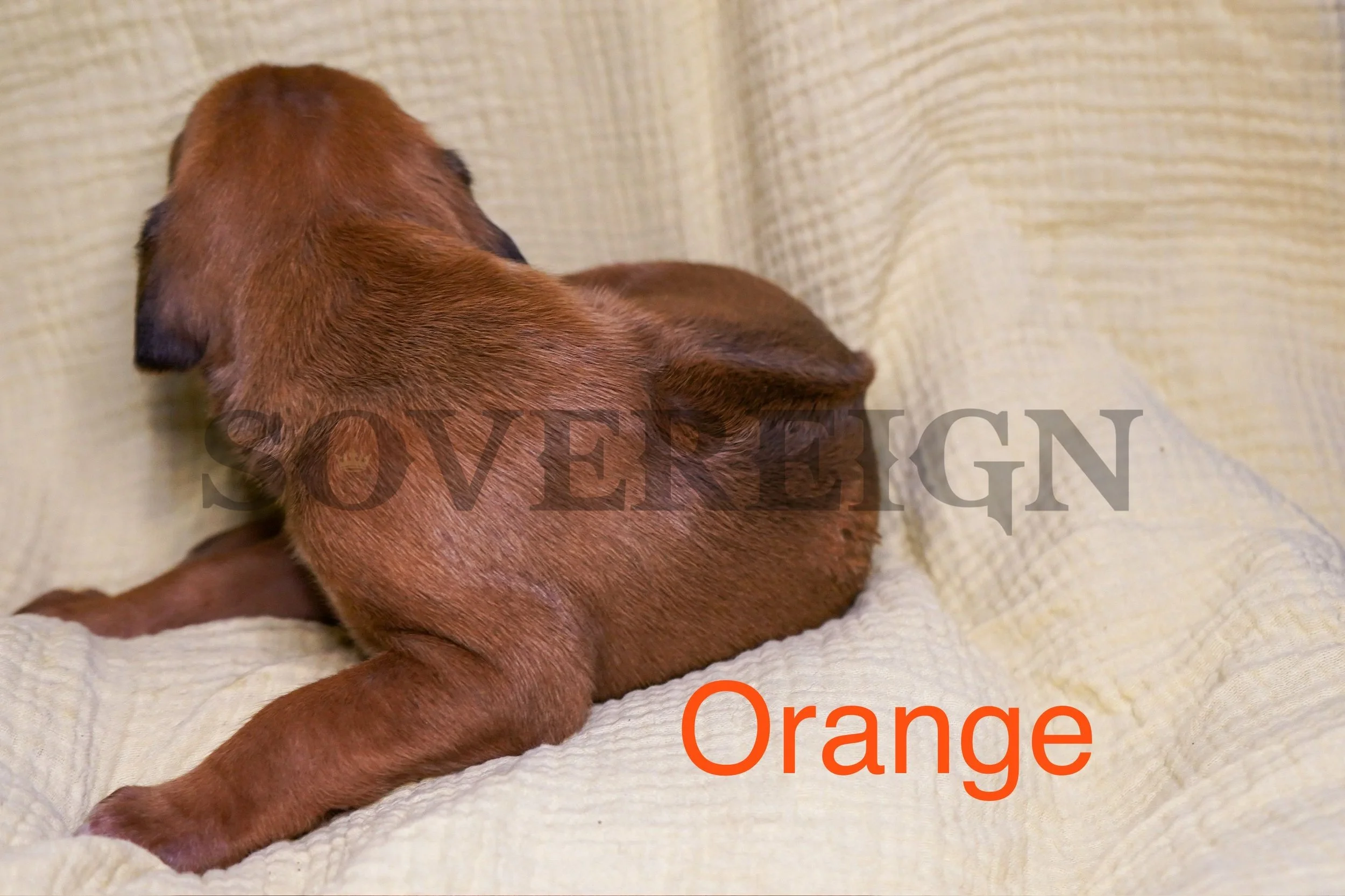 A close-up of a small puppy with brown fur, lying on a cream-colored textured blanket, facing away from the camera.
