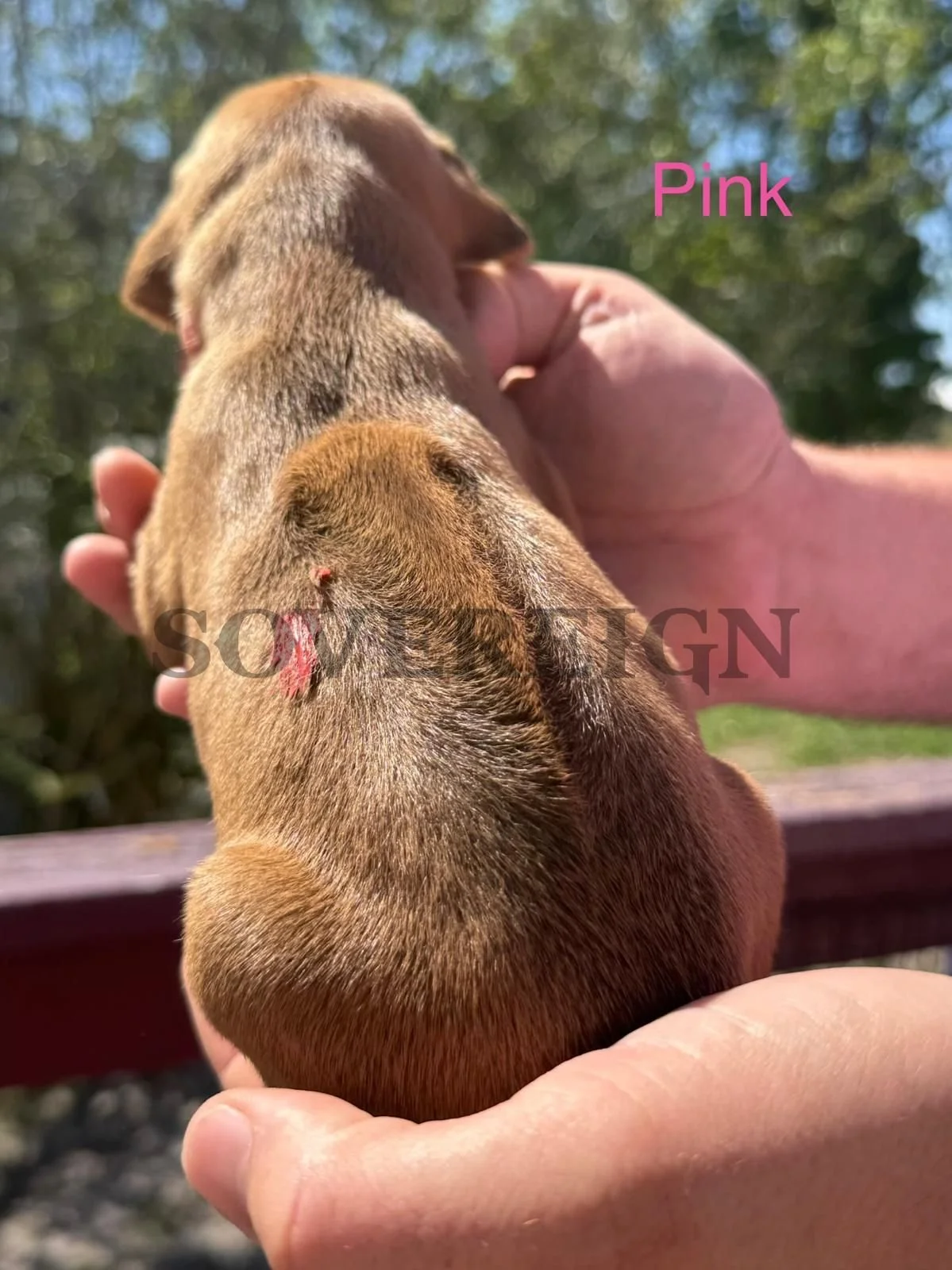 Close-up of a small brown puppy being held in someone's hand outdoors with a blurred green background. The word 'Pink' is written in pink text in the upper right corner.
