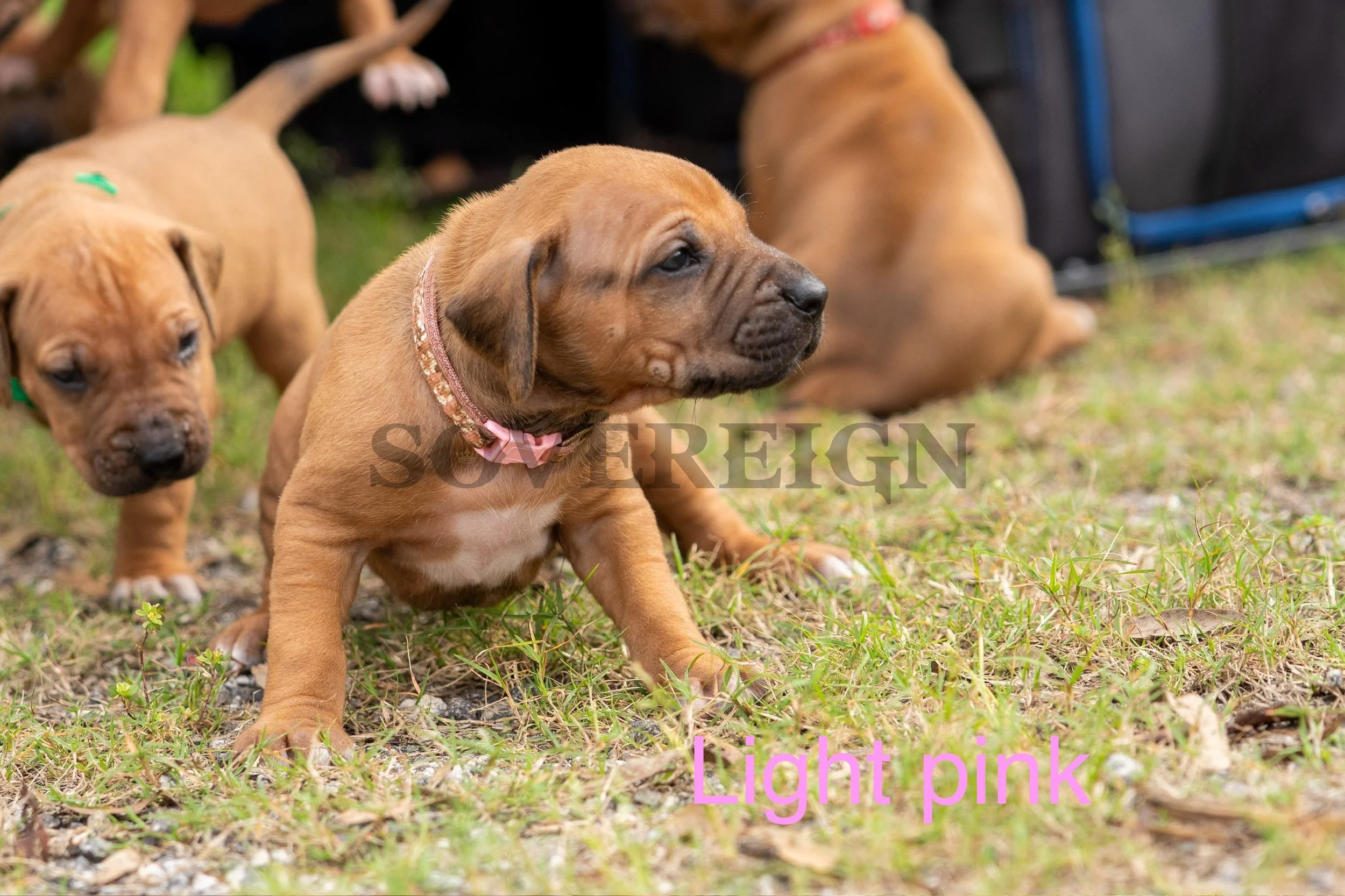 Three light pink puppies on grass with a person in the background.