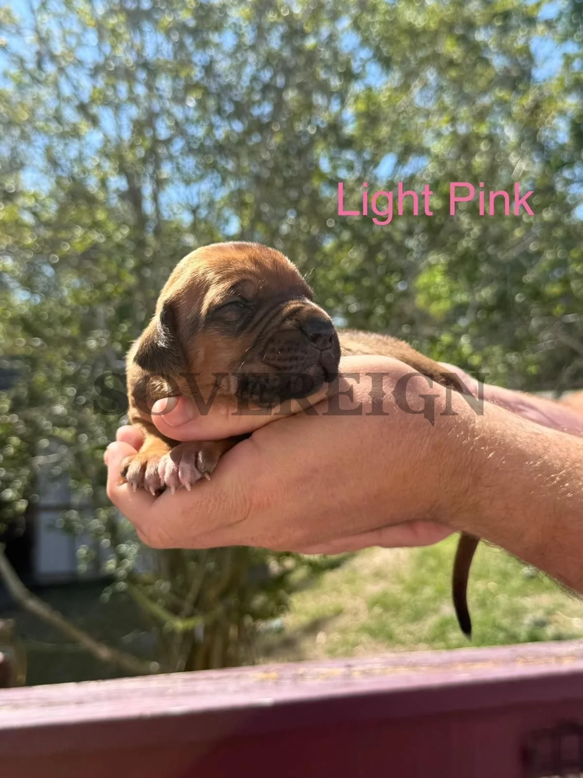 A small brown puppy with black markings resting in a person's hand outdoors with a background of green trees and a blue sky. The text 'Light Pink' is displayed in the upper right corner.