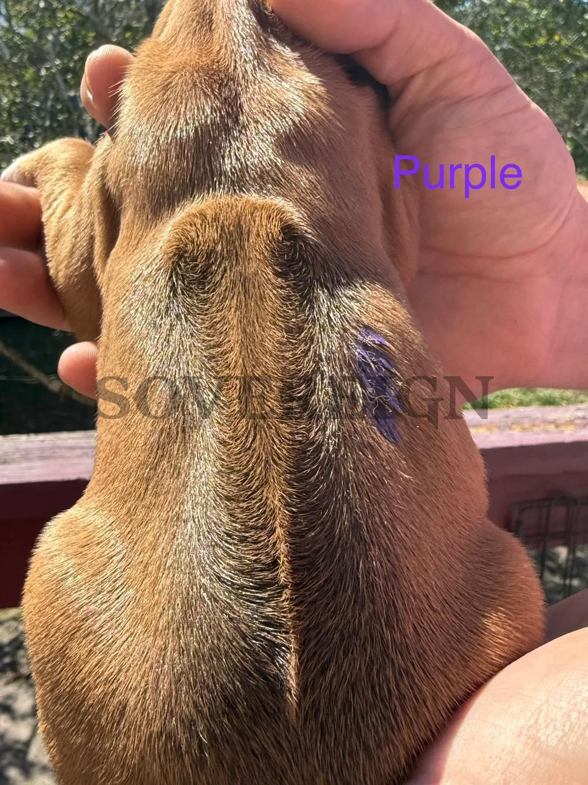 A dog's back, showing the fur, with a patch of purple dye on its fur, labeled 'Purple' in purple text. Hand holding the dog, outdoors with greenery in the background.
