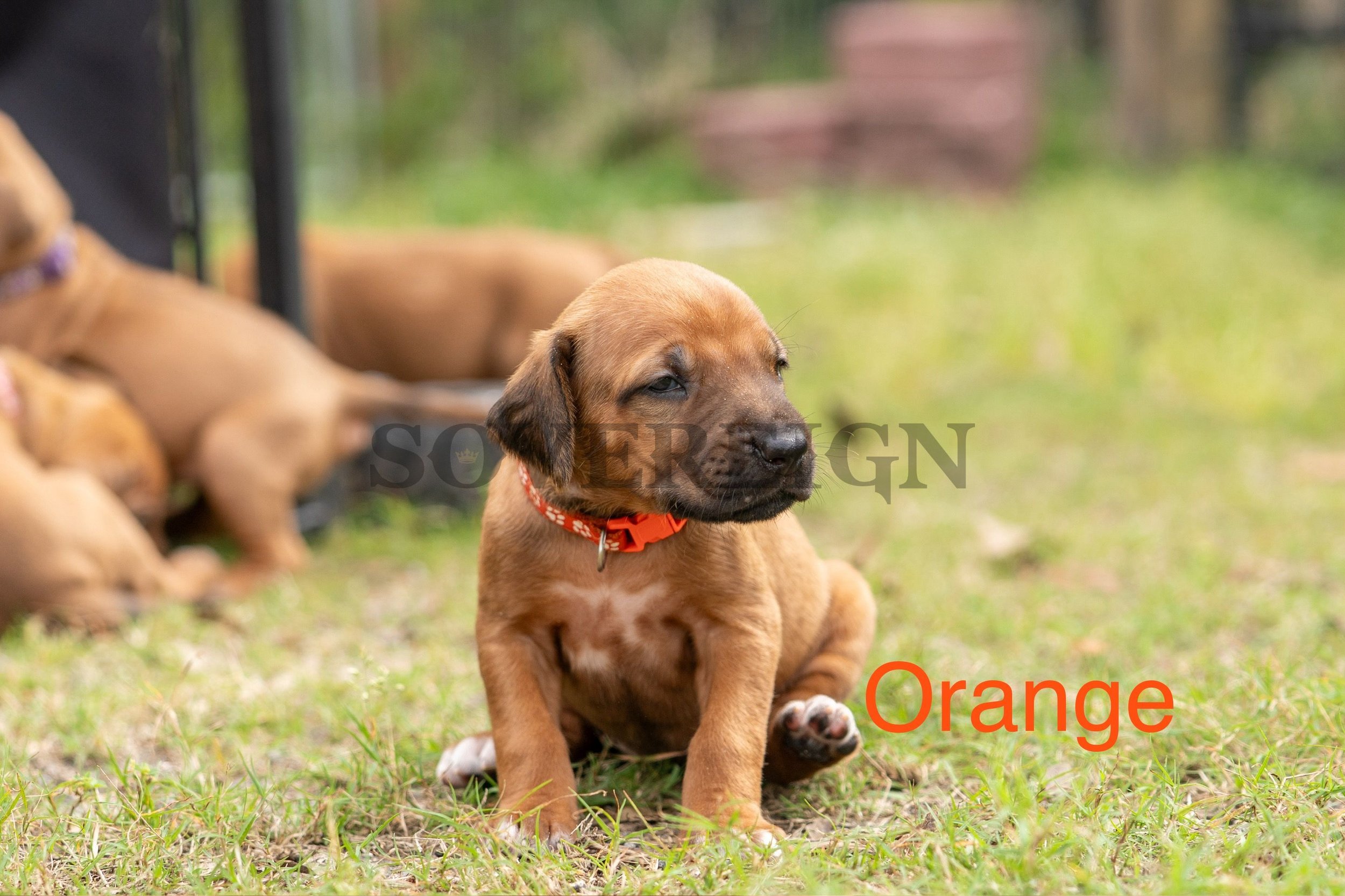 A puppy with brown fur and a black nose sitting on grass, wearing an orange collar, with other puppies in the background.
