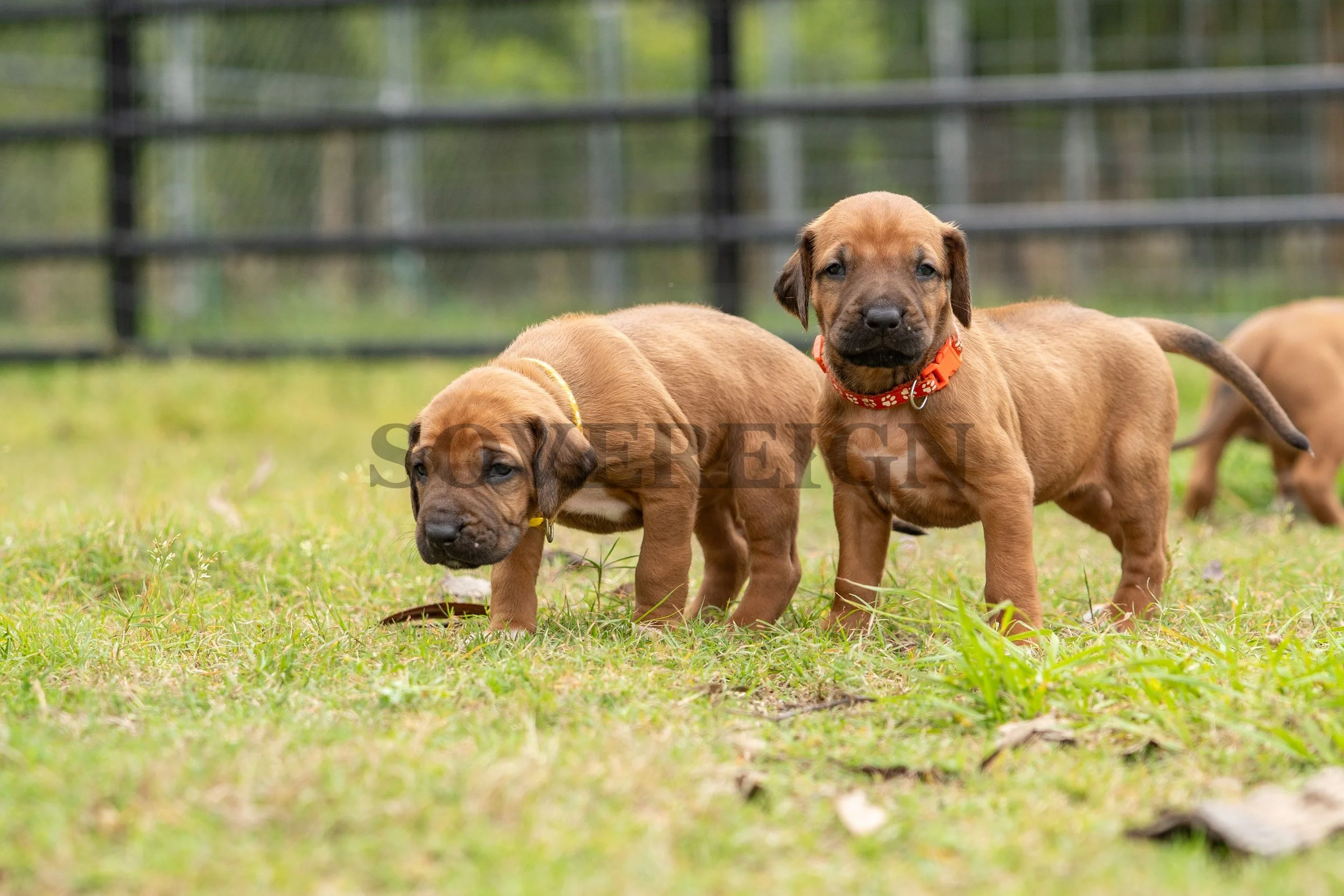 Two brown puppies with black snouts standing on a grassy field, one looking down and the other looking toward the camera, with a blurred fence in the background.