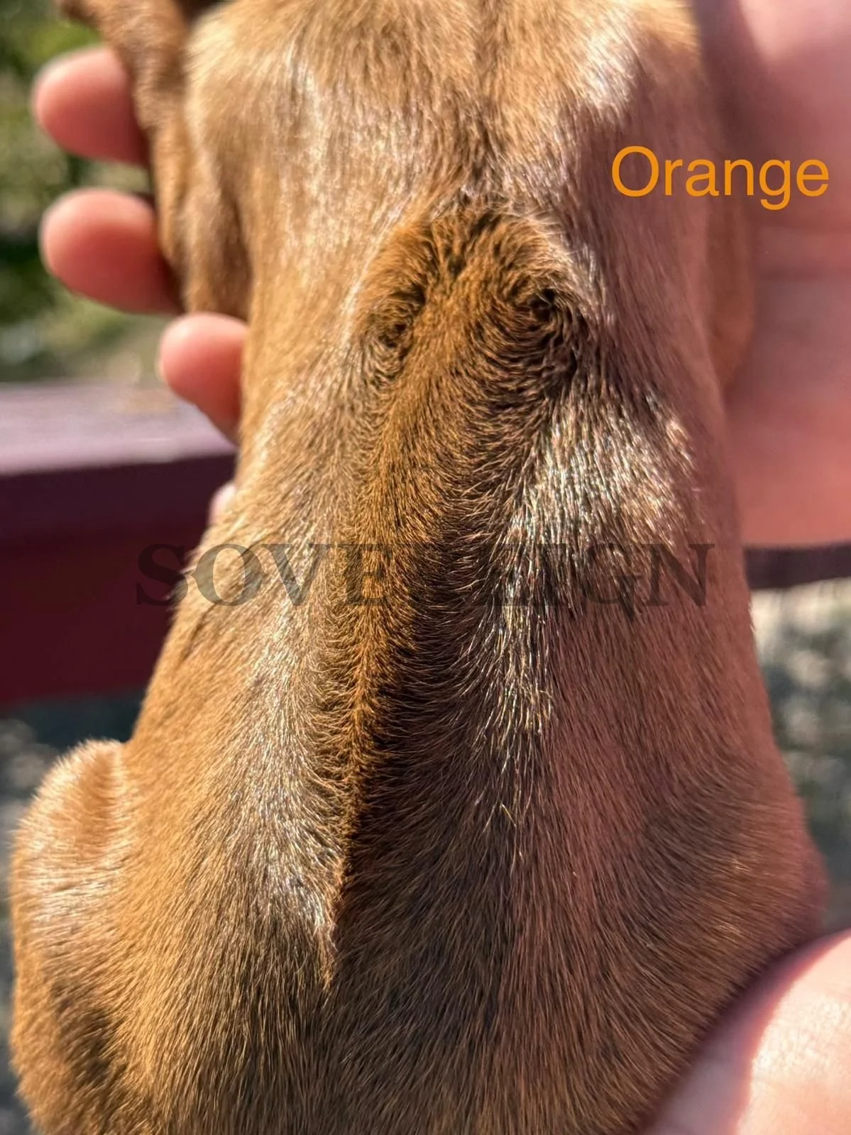 Close-up of a dog's snout showing its fur and nose, with handwritten words 'Orange' and 'SOVE' over the image.