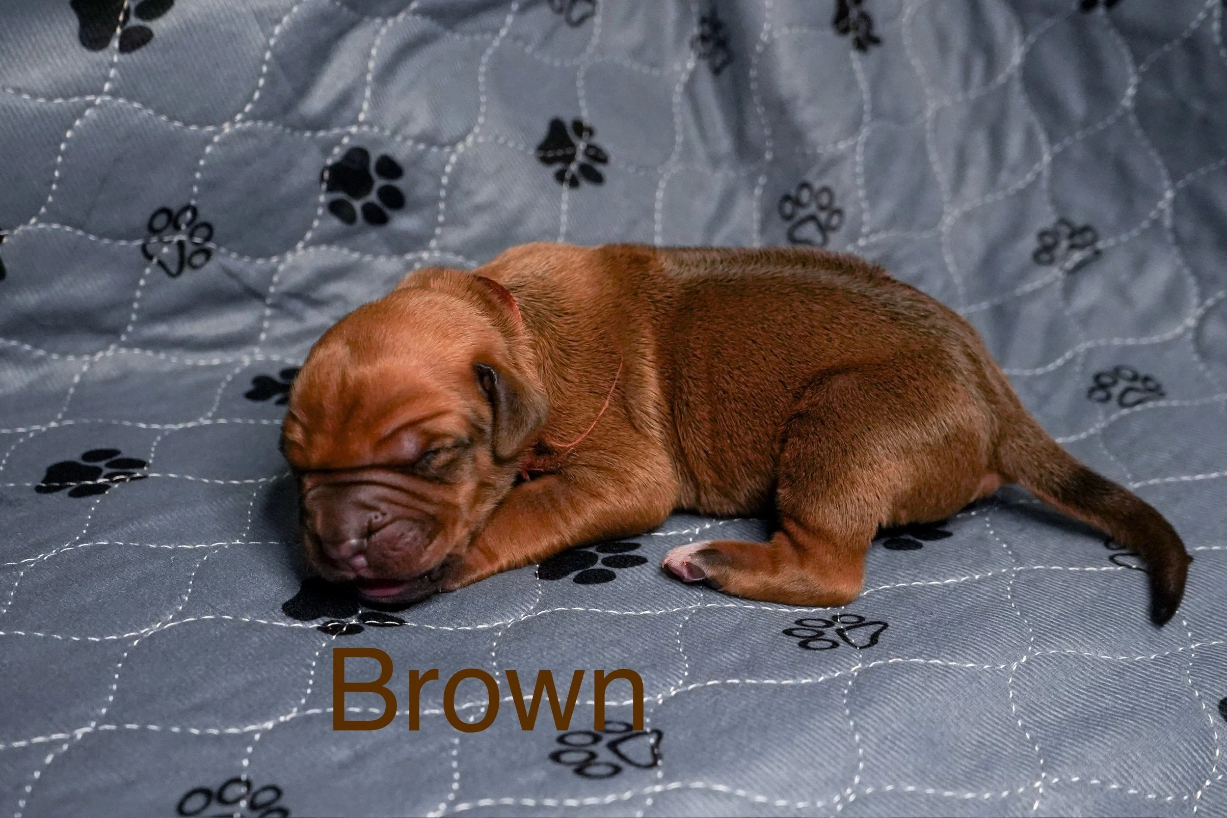 A small brown puppy sleeping on a gray blanket with black paw prints and white stitching. The word 'Brown' is written in brown text at the bottom.