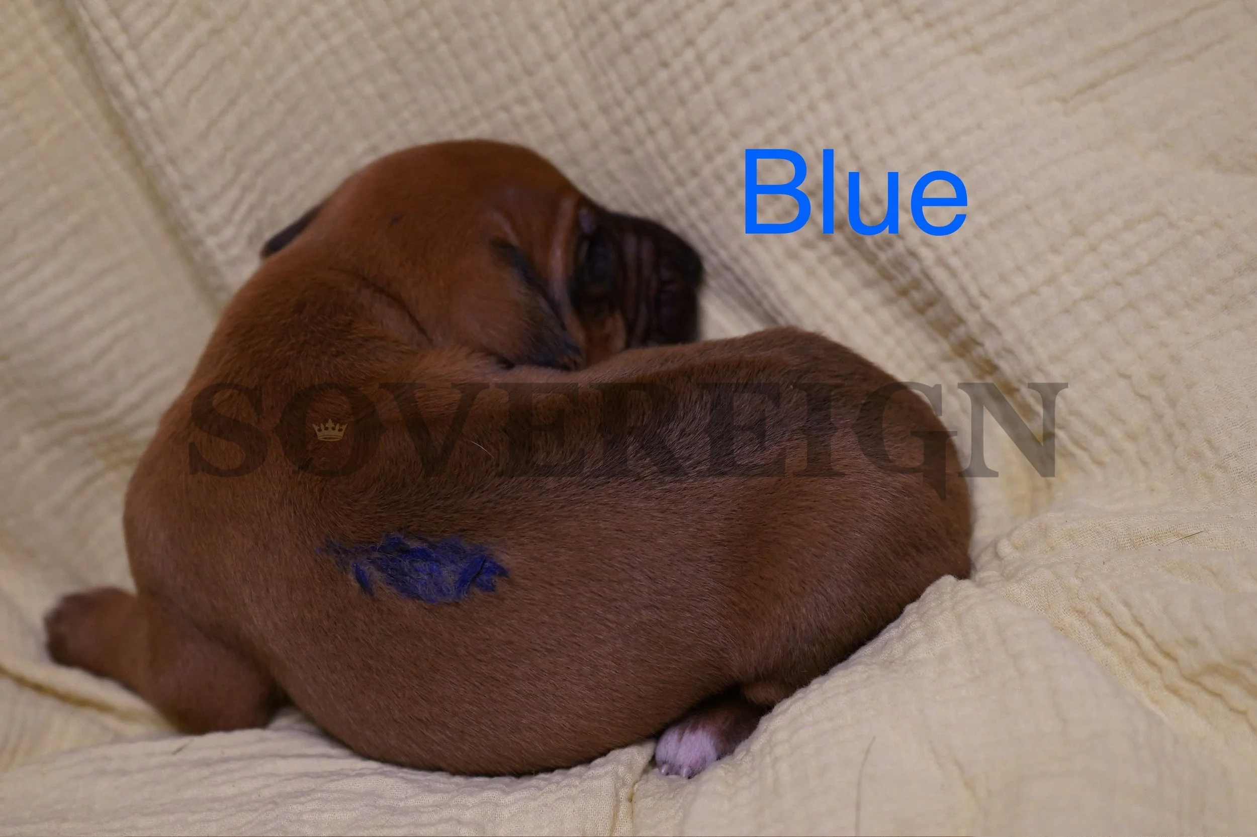 A brown puppy sleeping on a cream-colored textured couch, with a small blue mark on its side and the word 'Blue' written above in blue text.