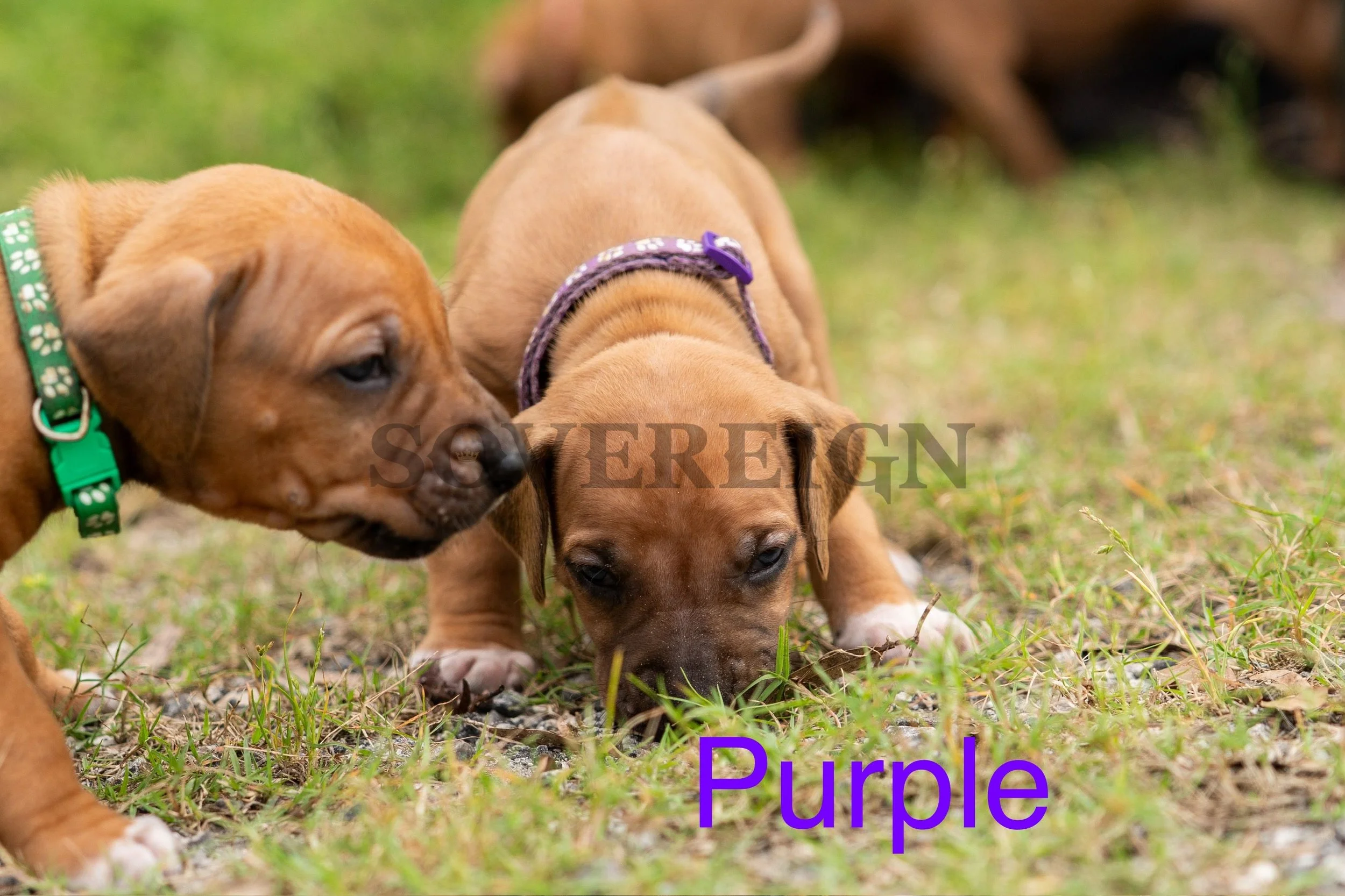 Two brown puppies with collars, one green and one purple, sniffing the grass outdoors.
