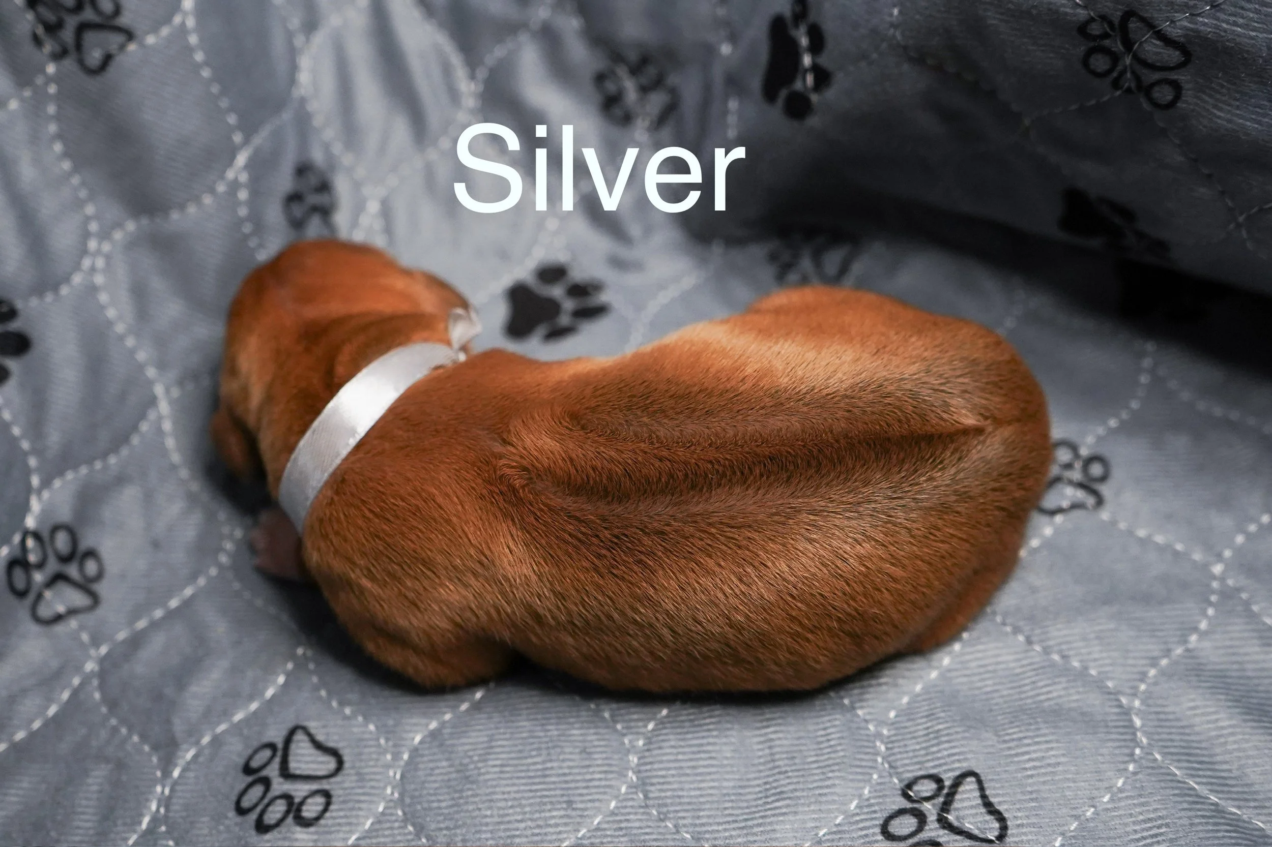 A small brown puppy wearing a white collar, lying on a gray fabric surface with black paw print patterns, with the word 'Silver' written above.