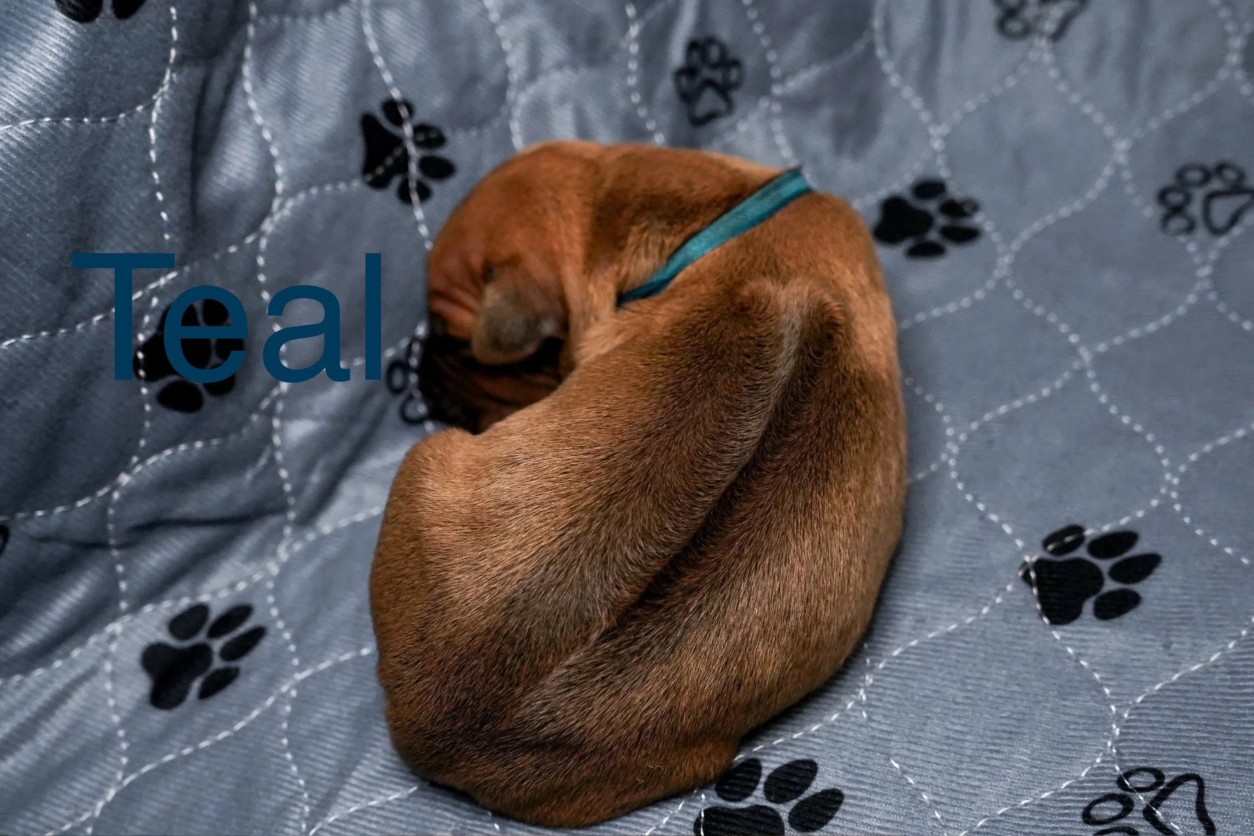 A small brown puppy with a teal collar sleeping curled up on a gray quilted blanket with black paw prints.